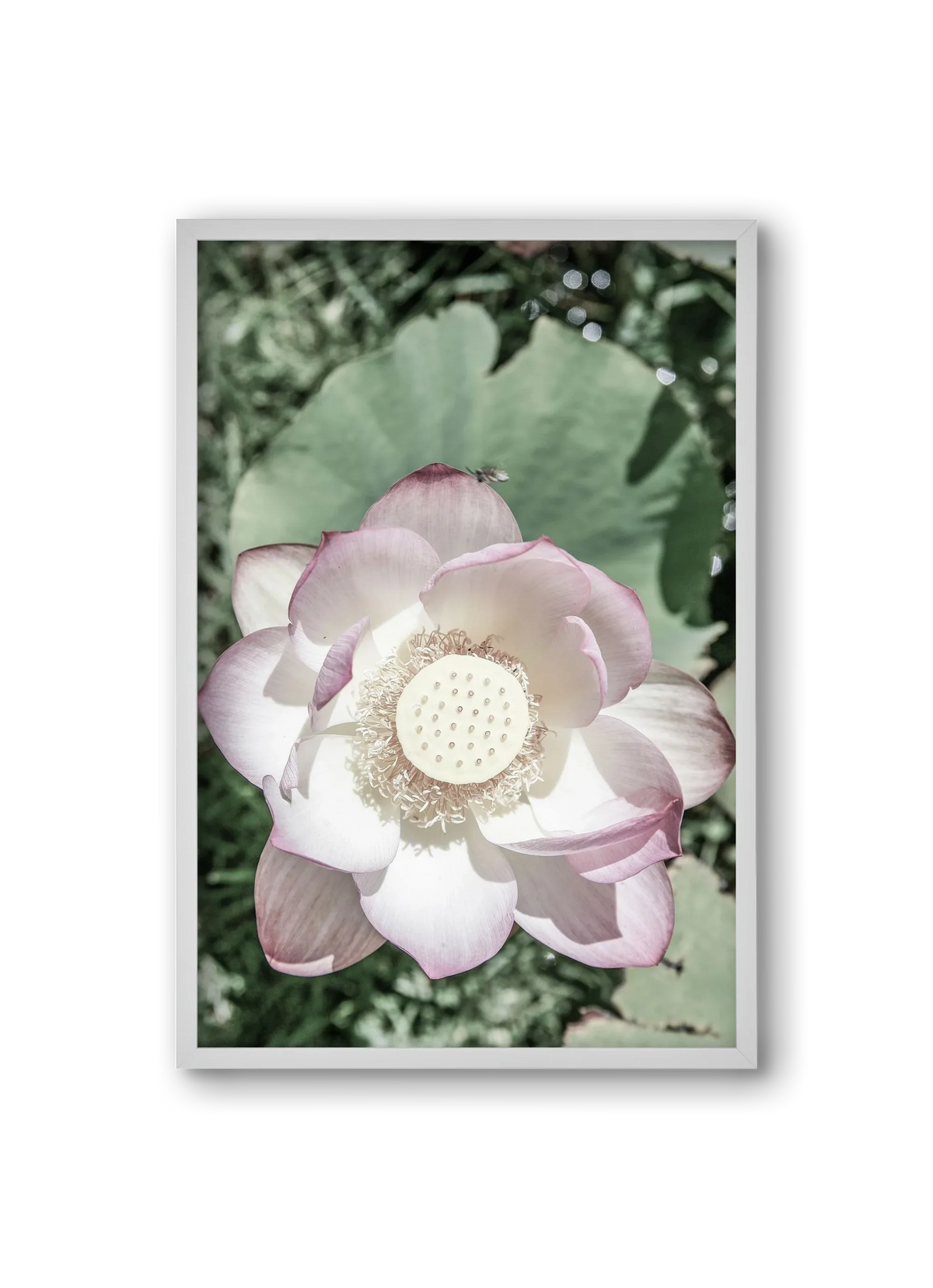 Lotus - artbridge