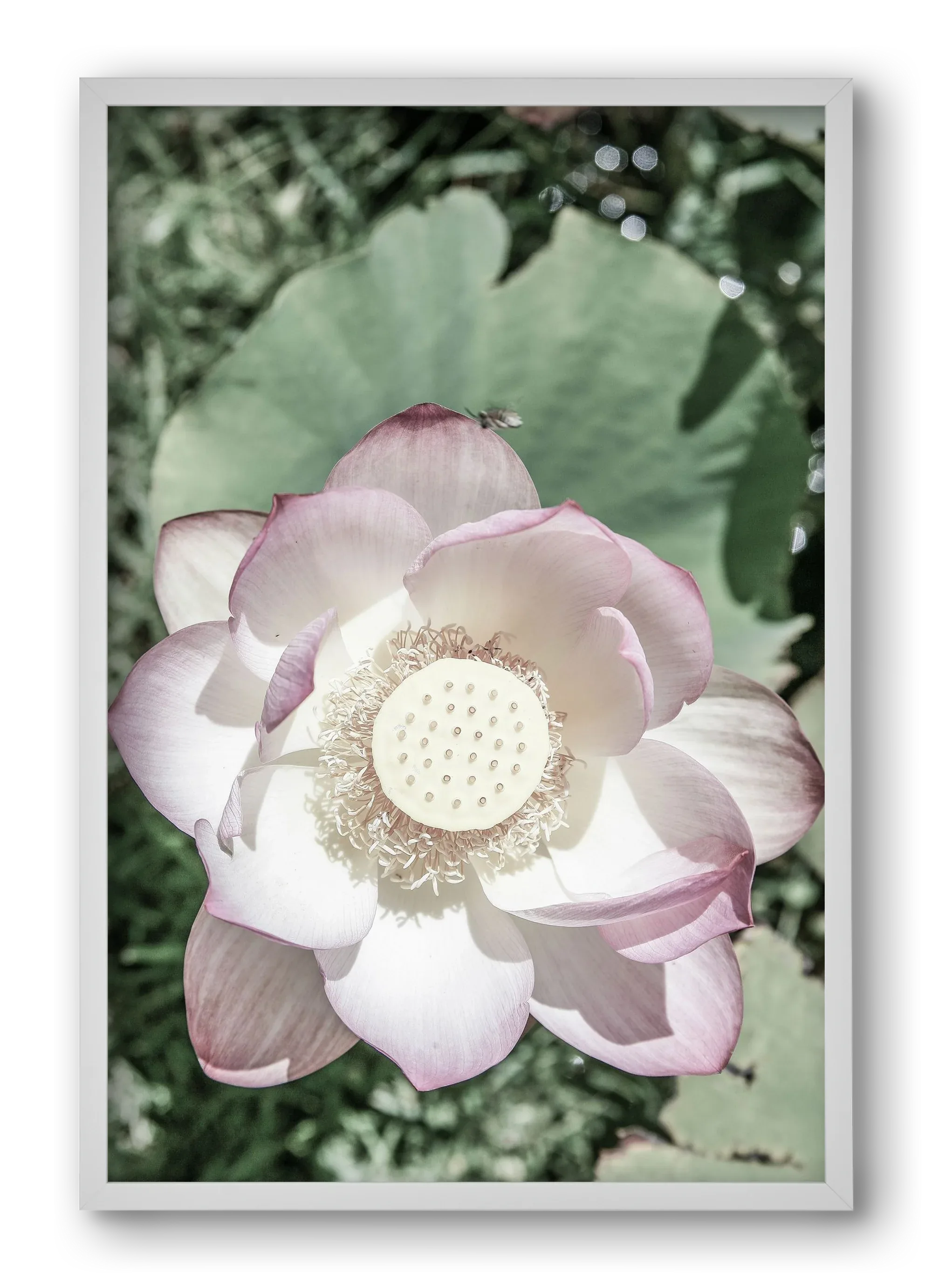 Lotus - artbridge
