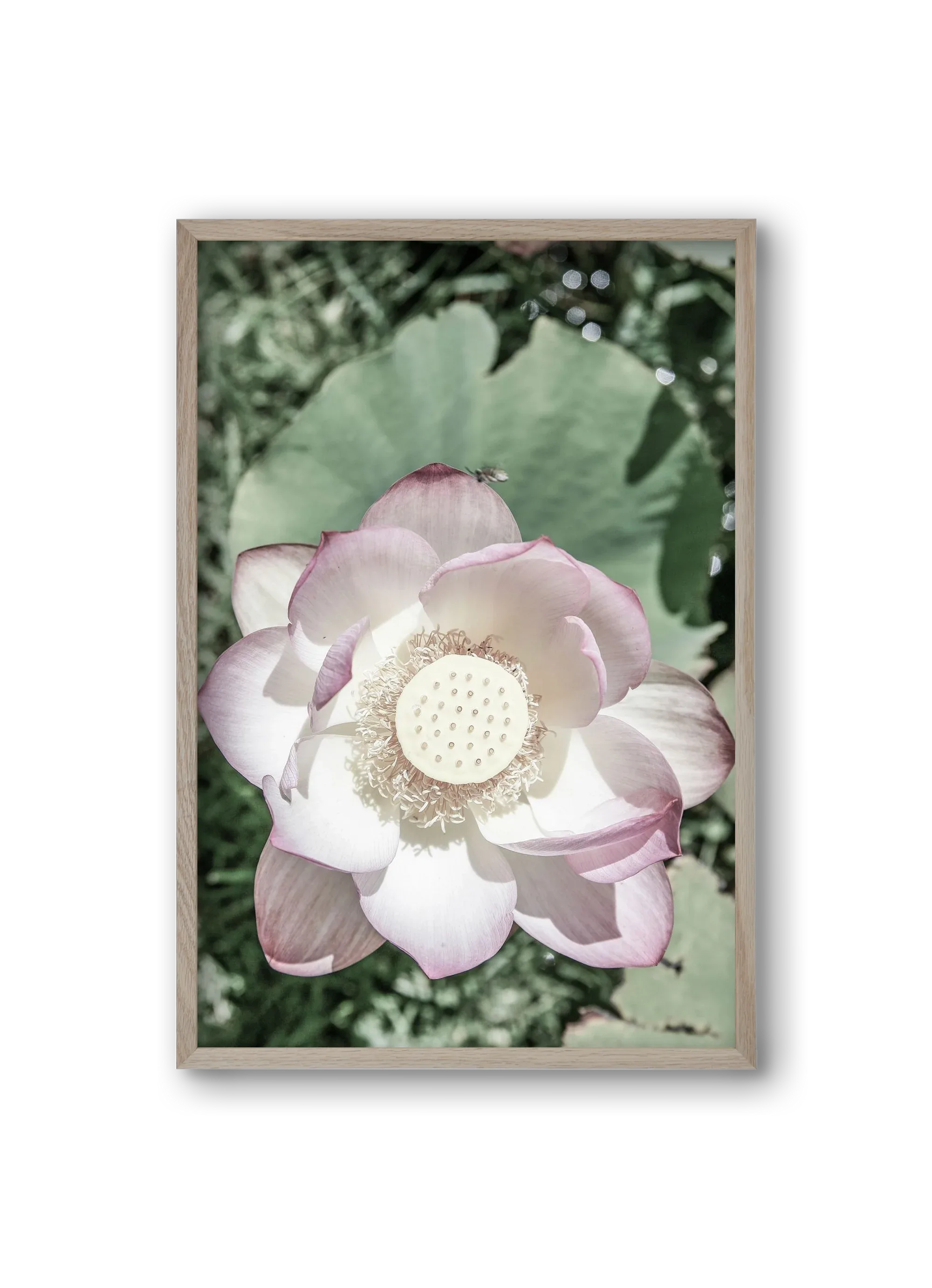 Lotus - artbridge