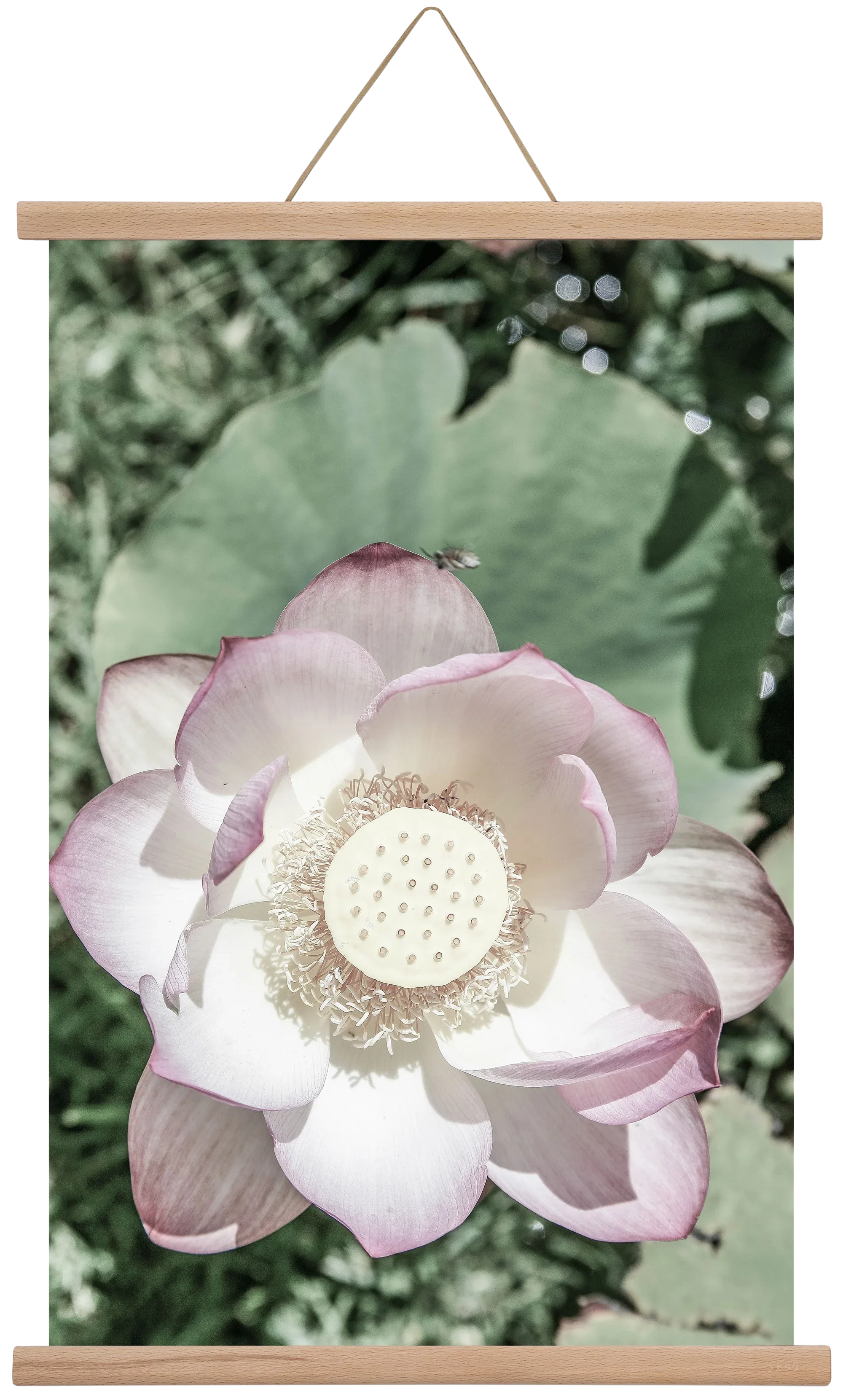 Lotus - artbridge