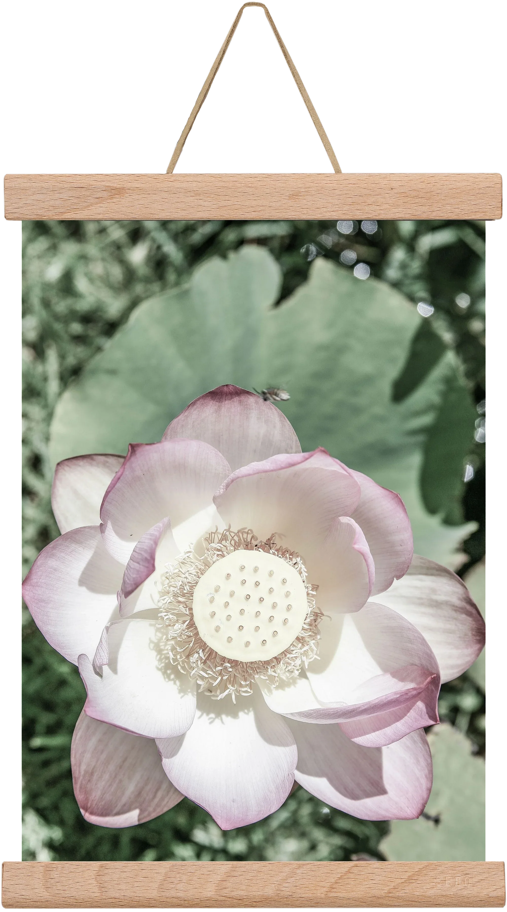 Lotus - artbridge