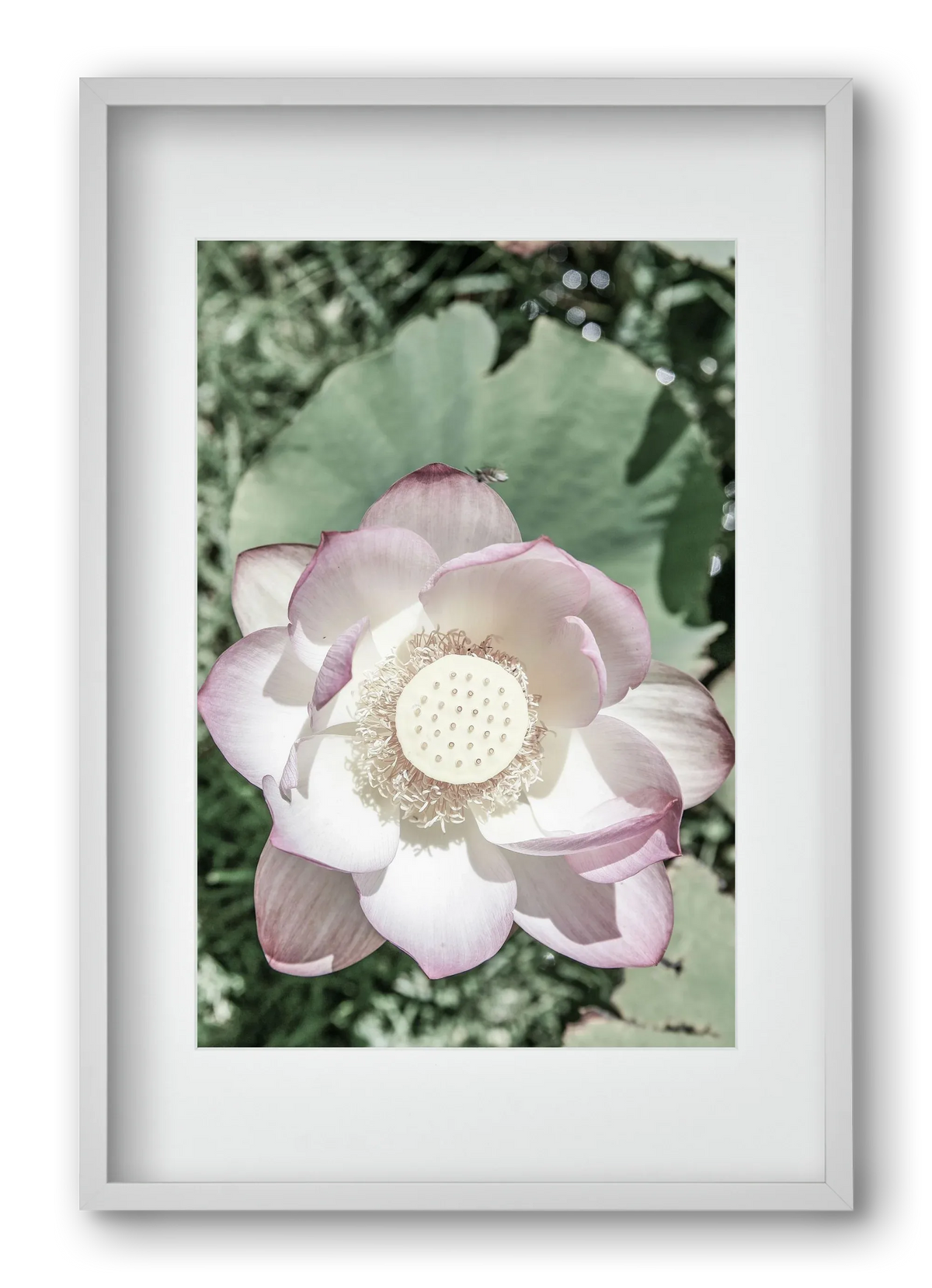 Lotus - artbridge