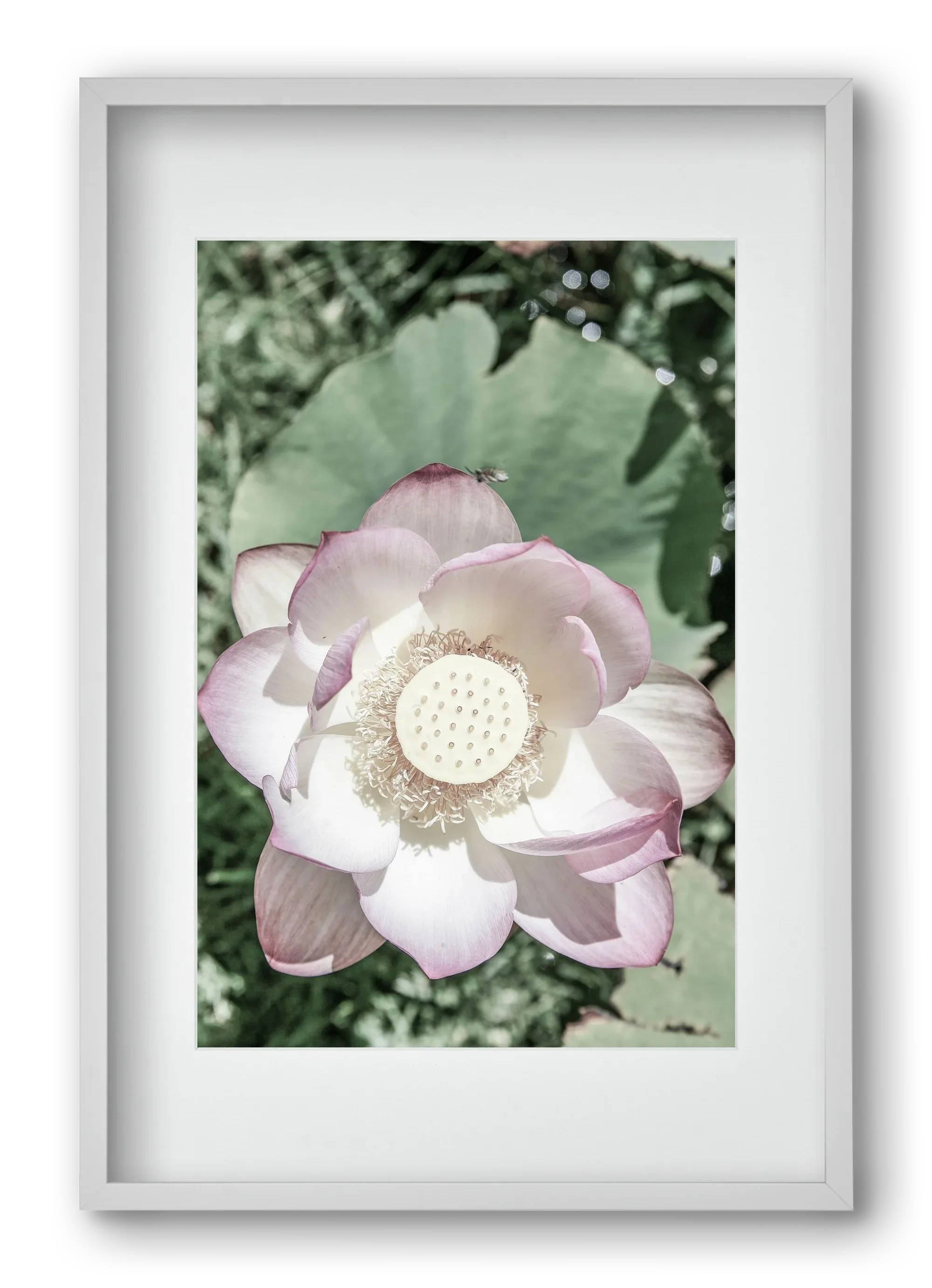 Lotus - artbridge