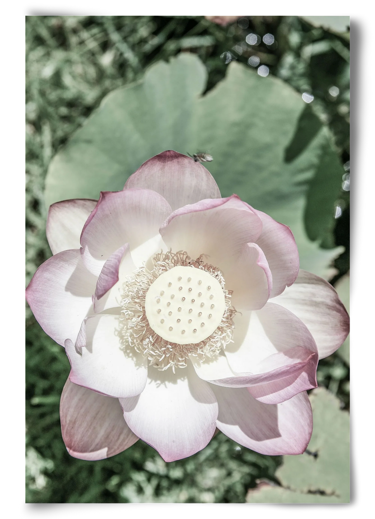 Lotus - artbridge