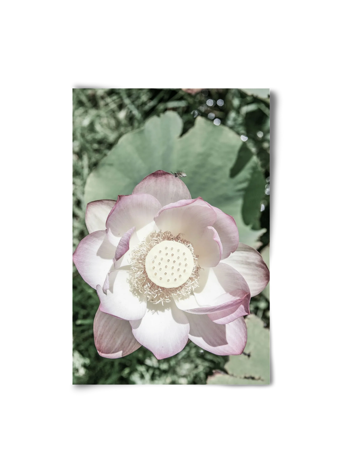 Lotus - artbridge