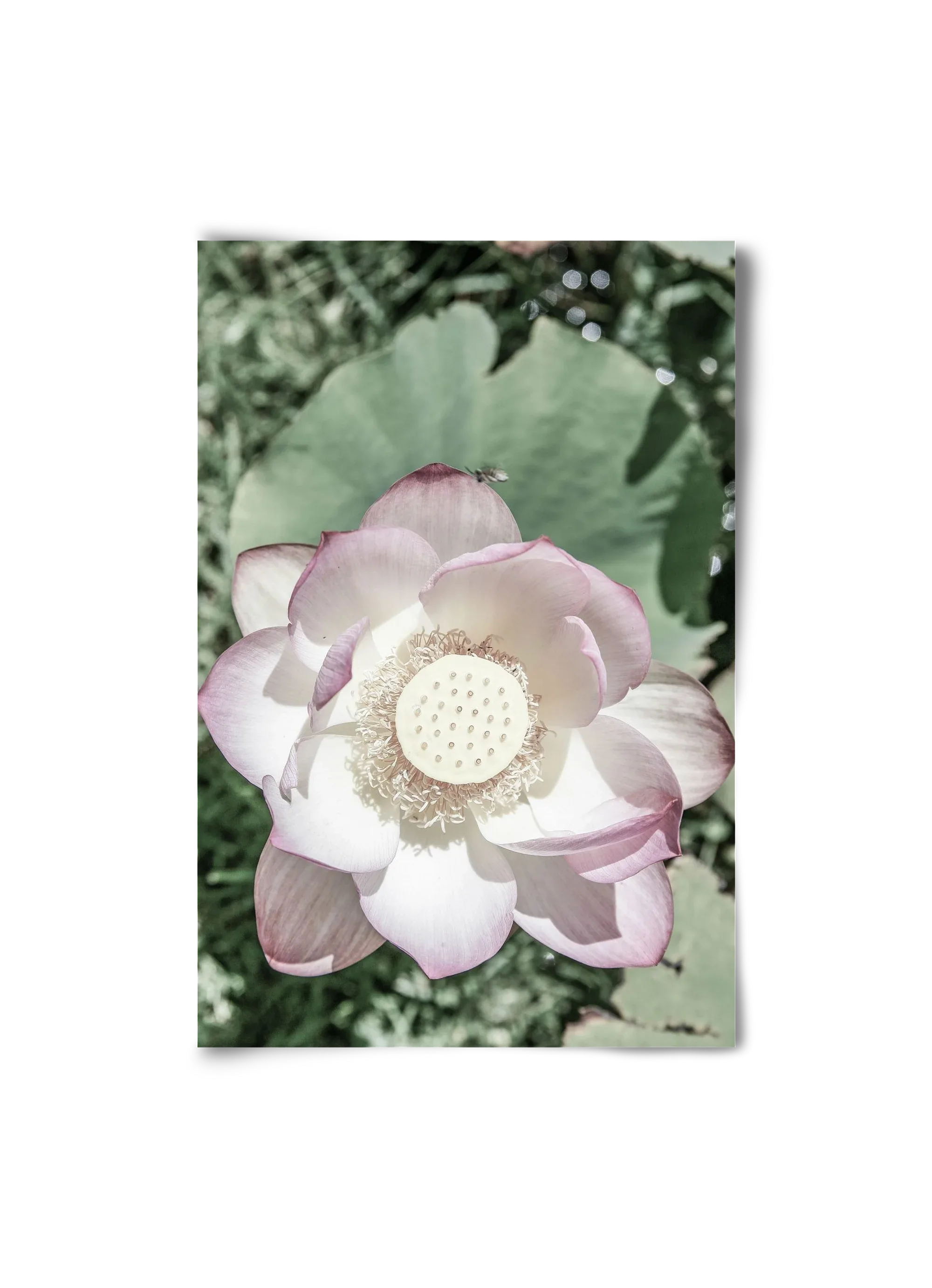 Lotus - artbridge