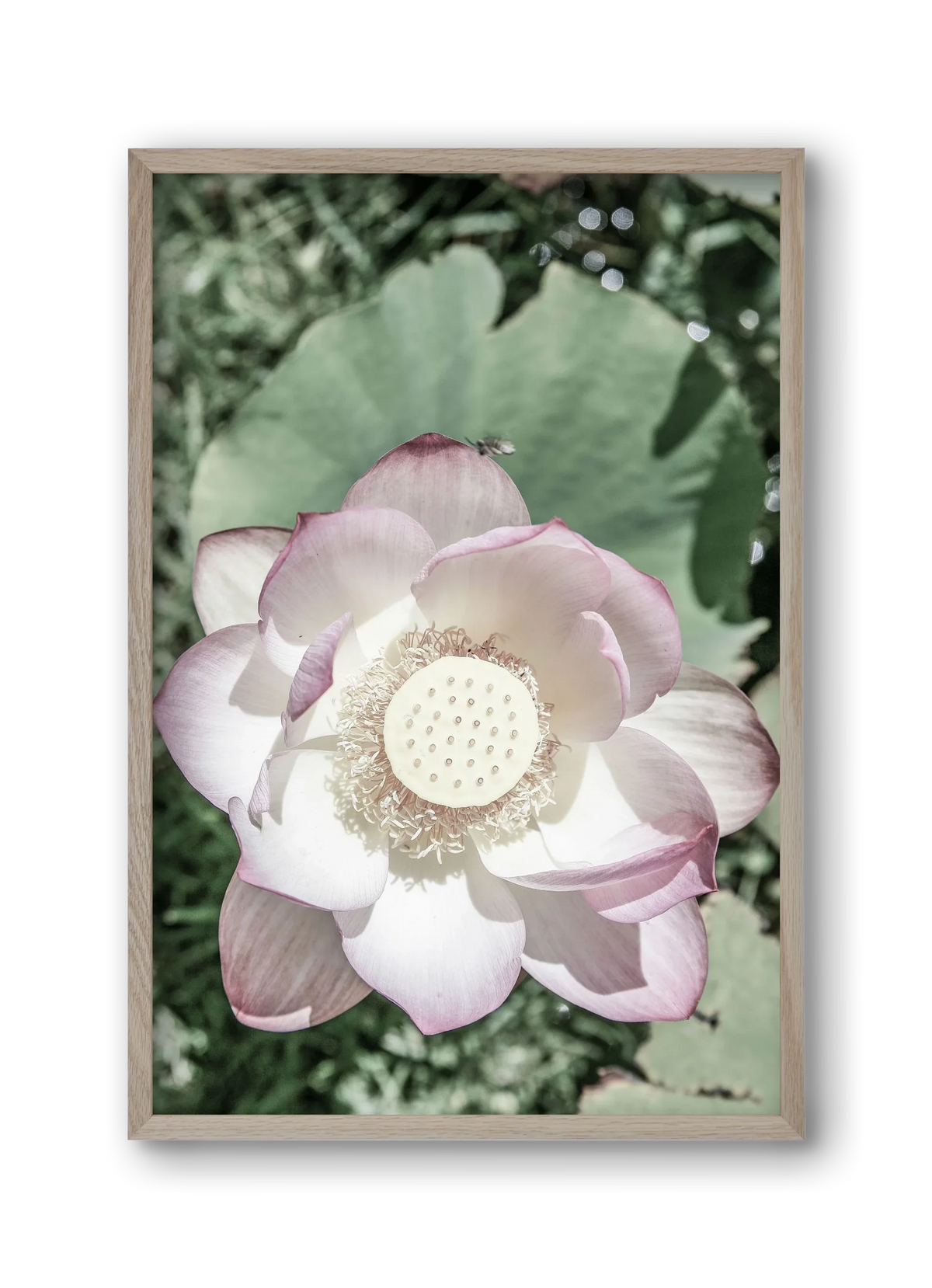 Lotus - artbridge