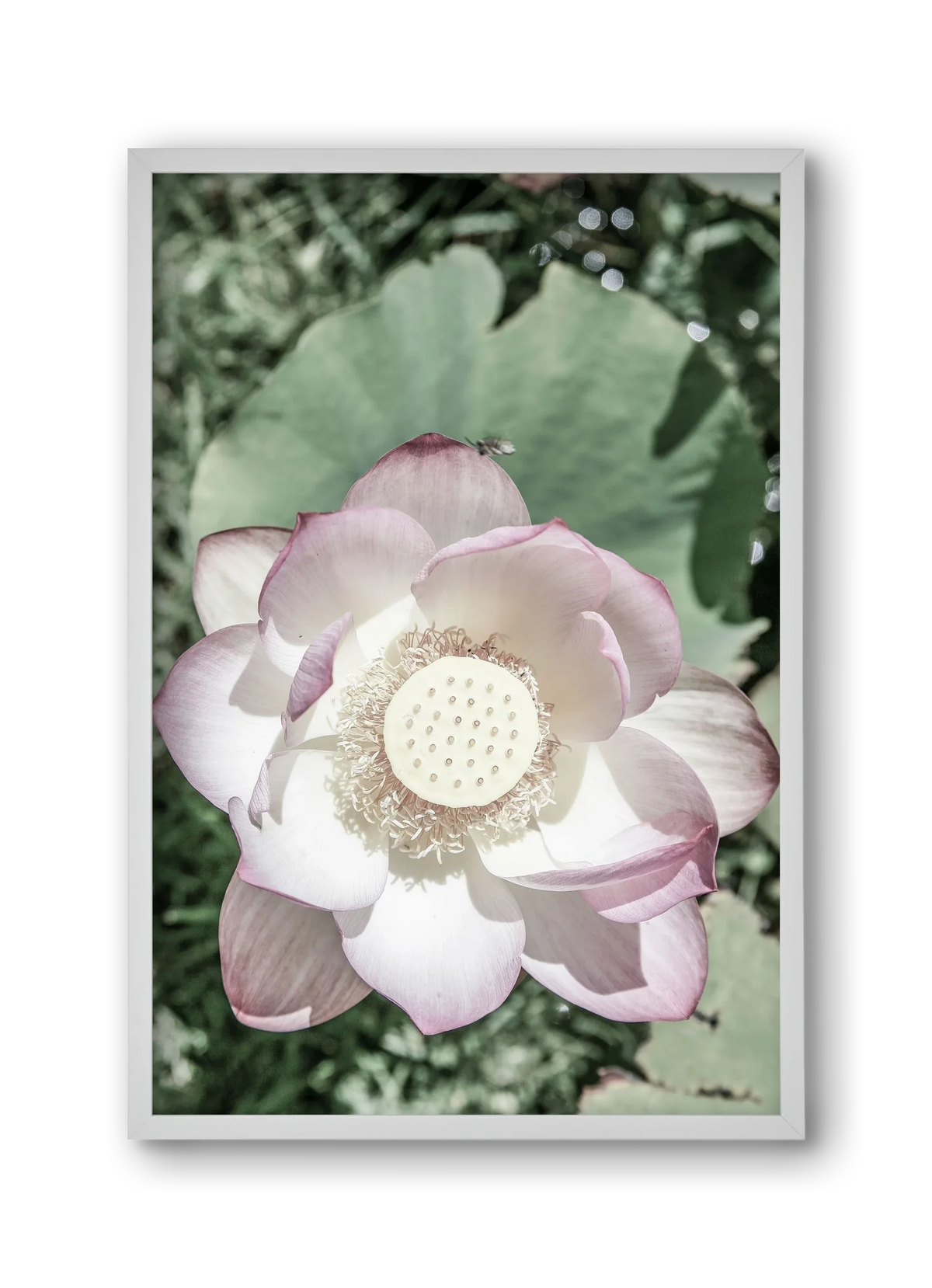 Lotus - artbridge