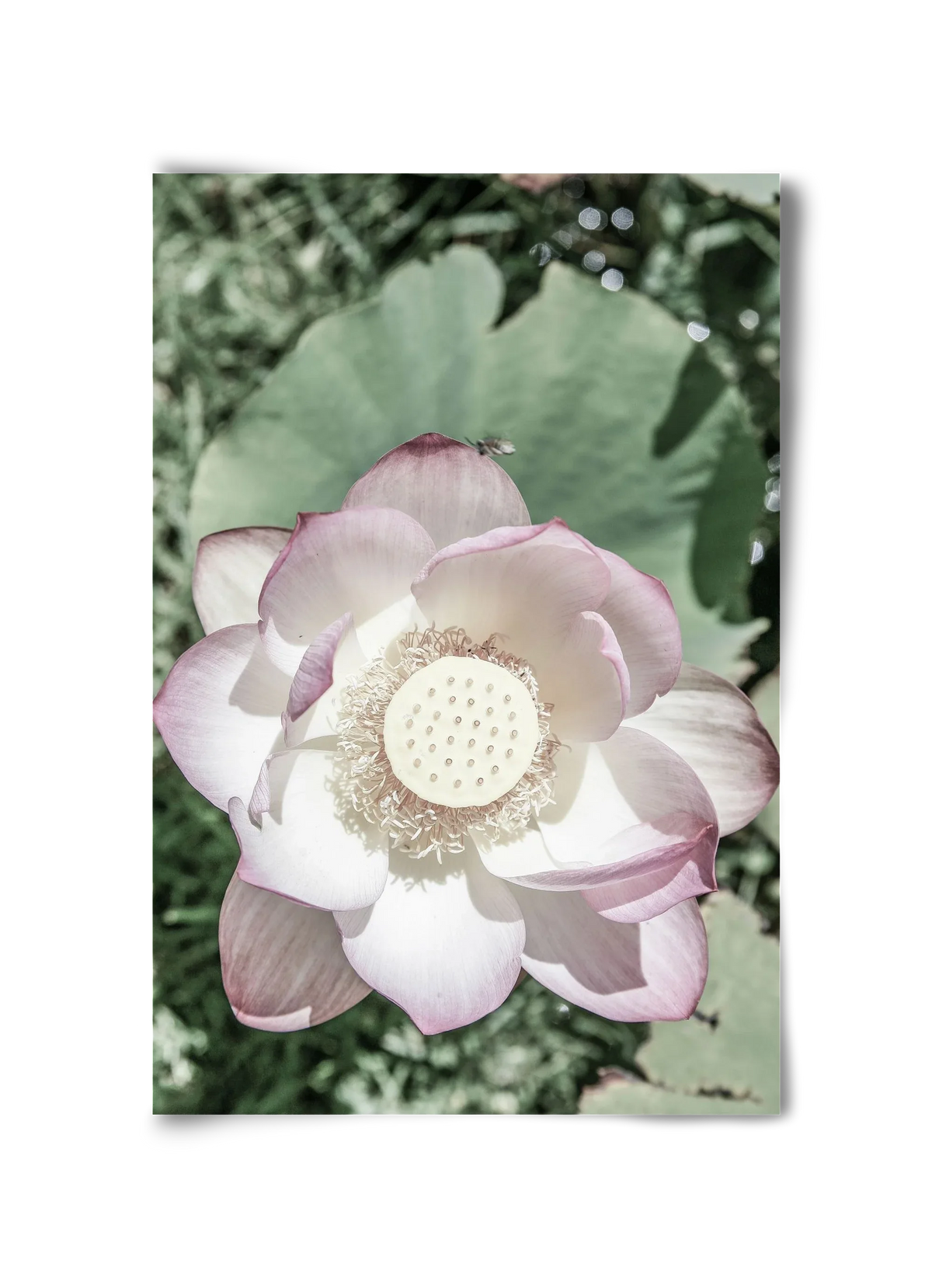 Lotus - artbridge