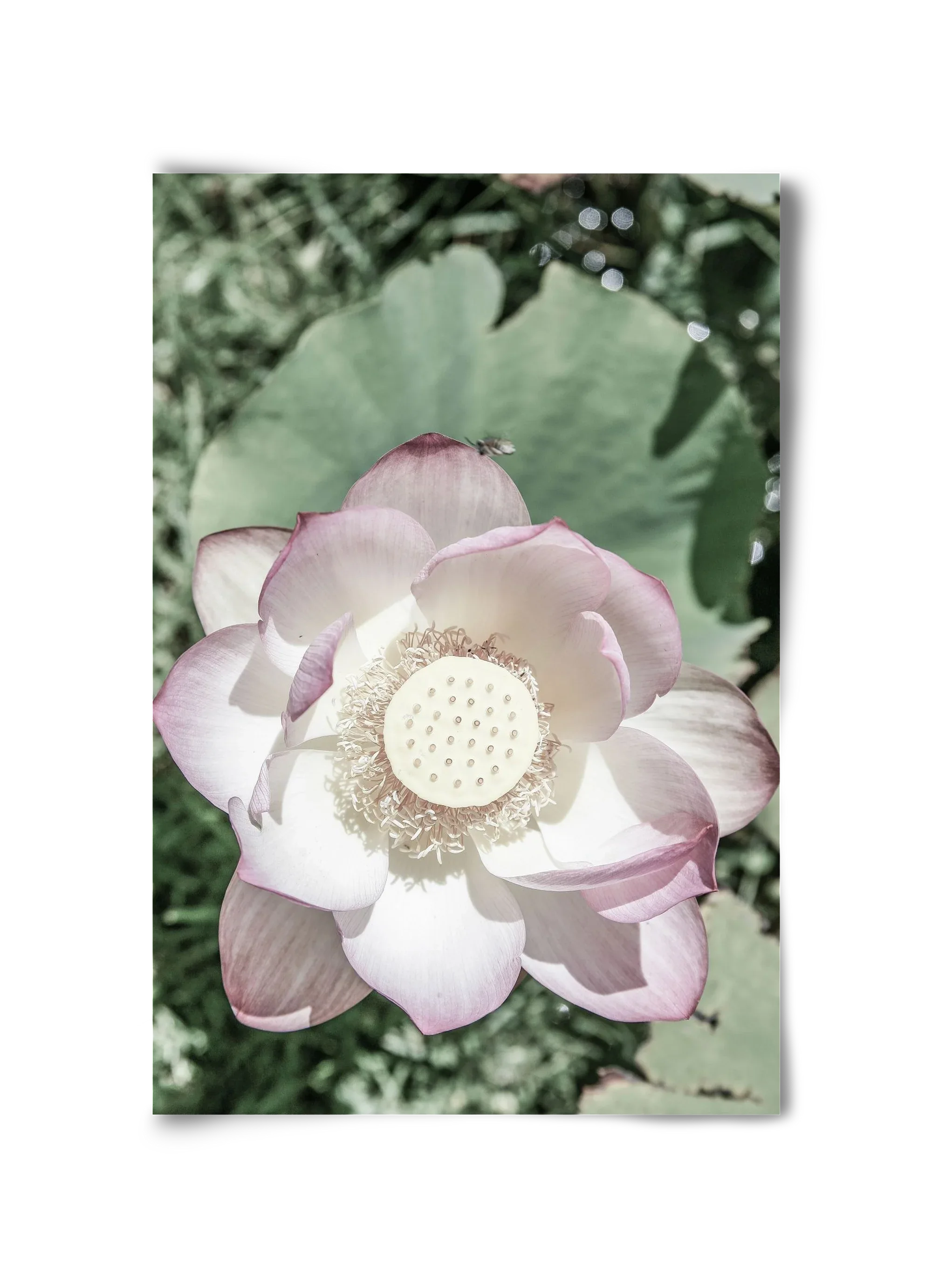 Lotus - artbridge