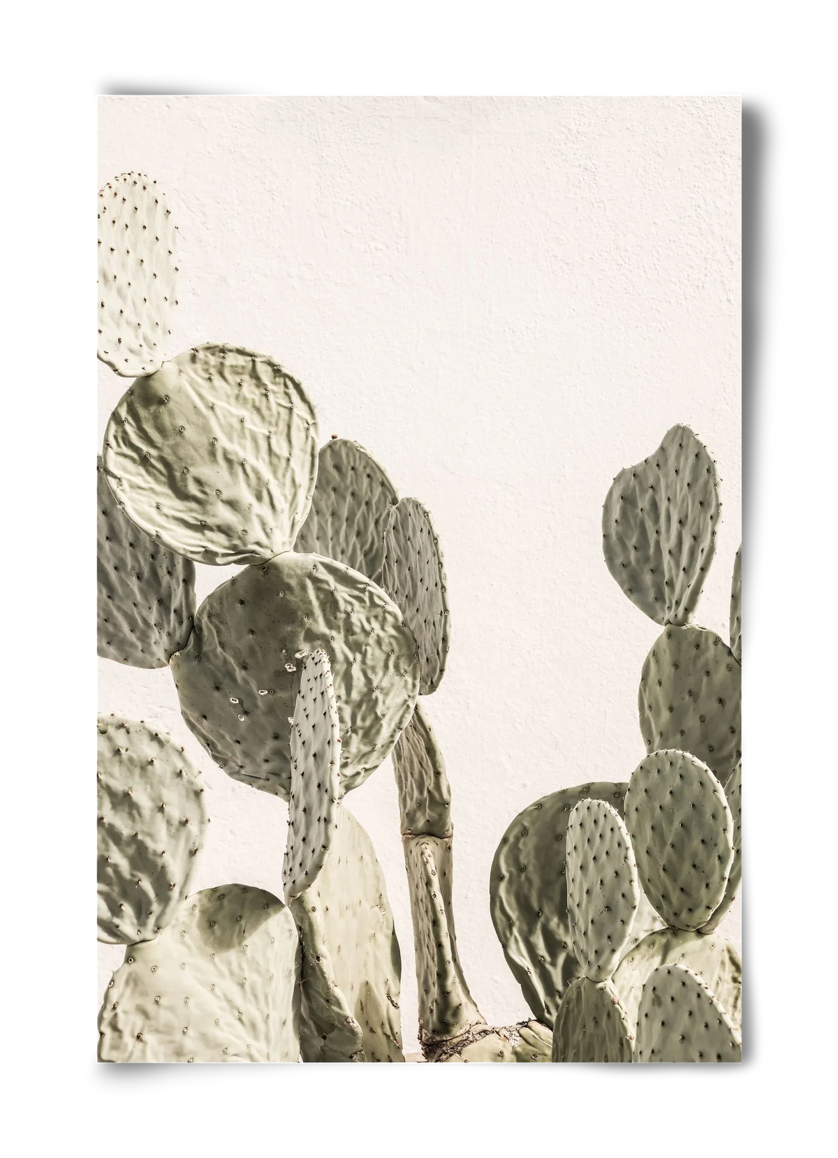 Mexi cactus - artbridge