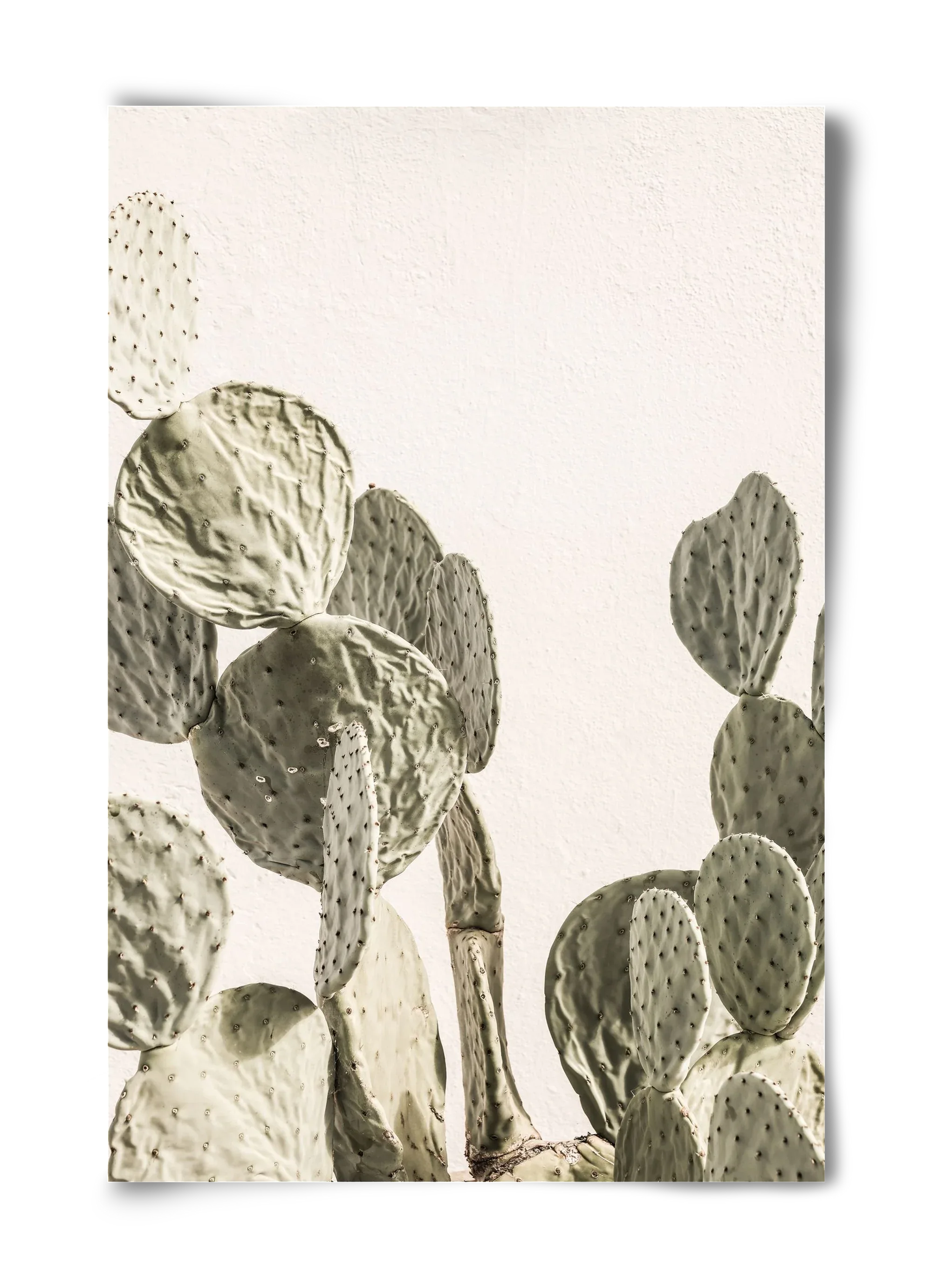 Mexi cactus - artbridge