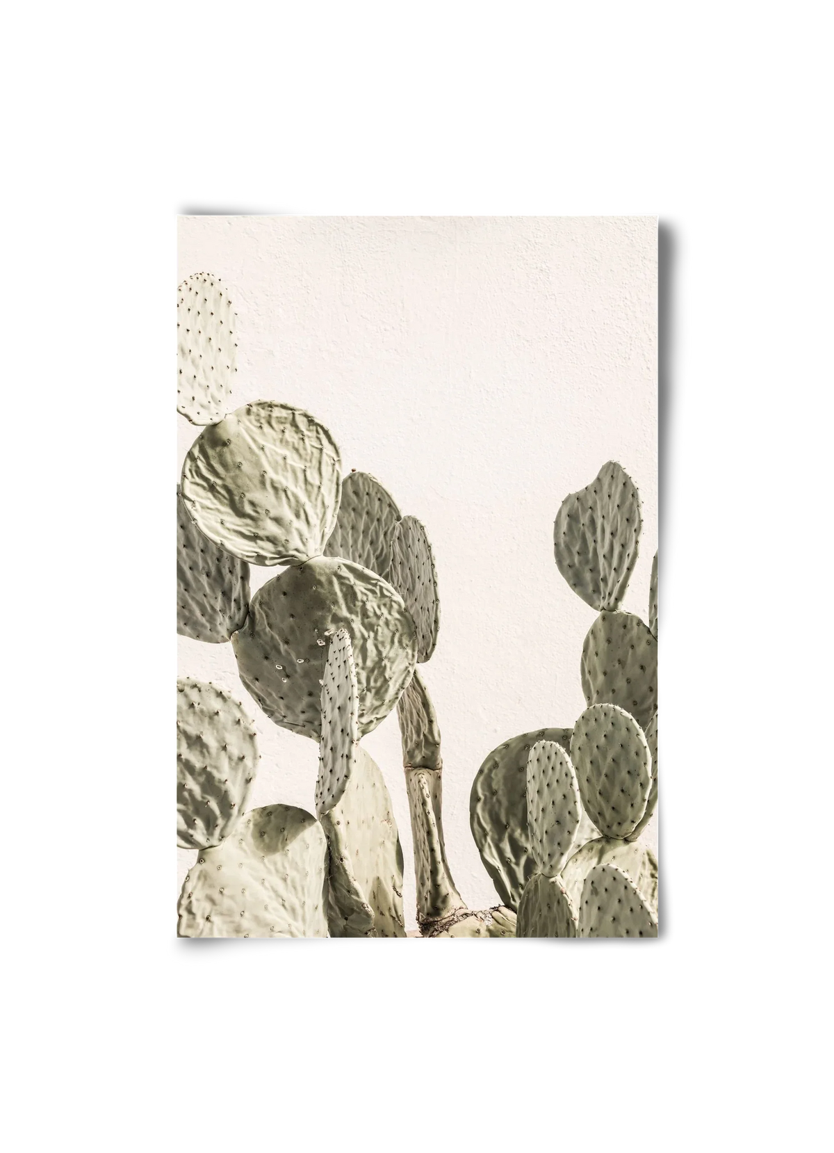 Mexi cactus - artbridge