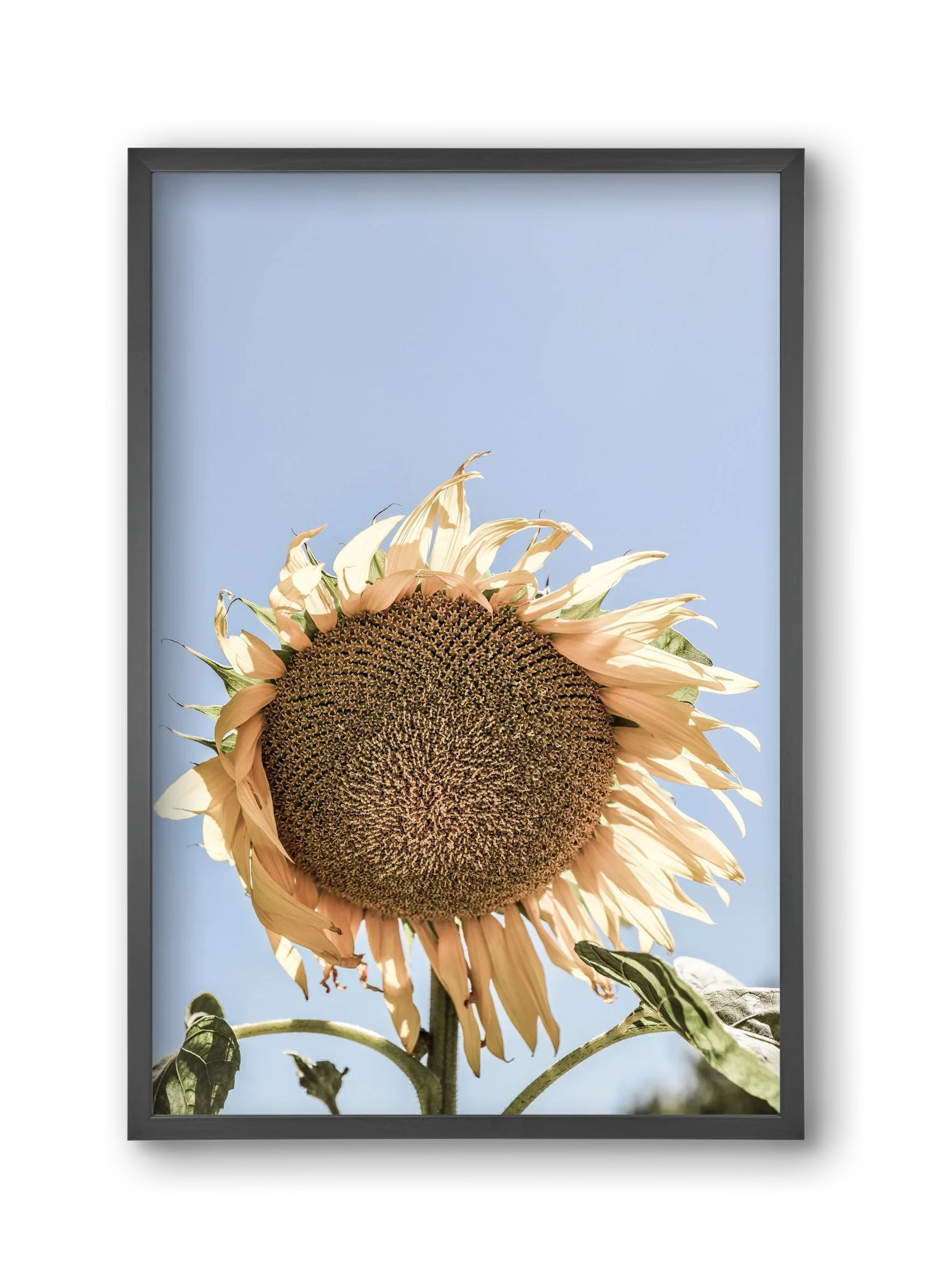 Sunny bloom - artbridge