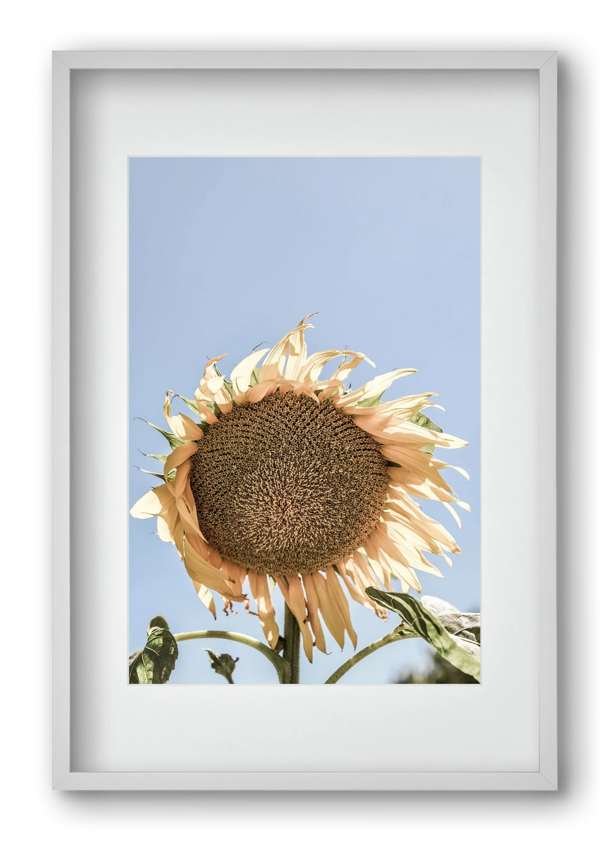 Sunny bloom - artbridge
