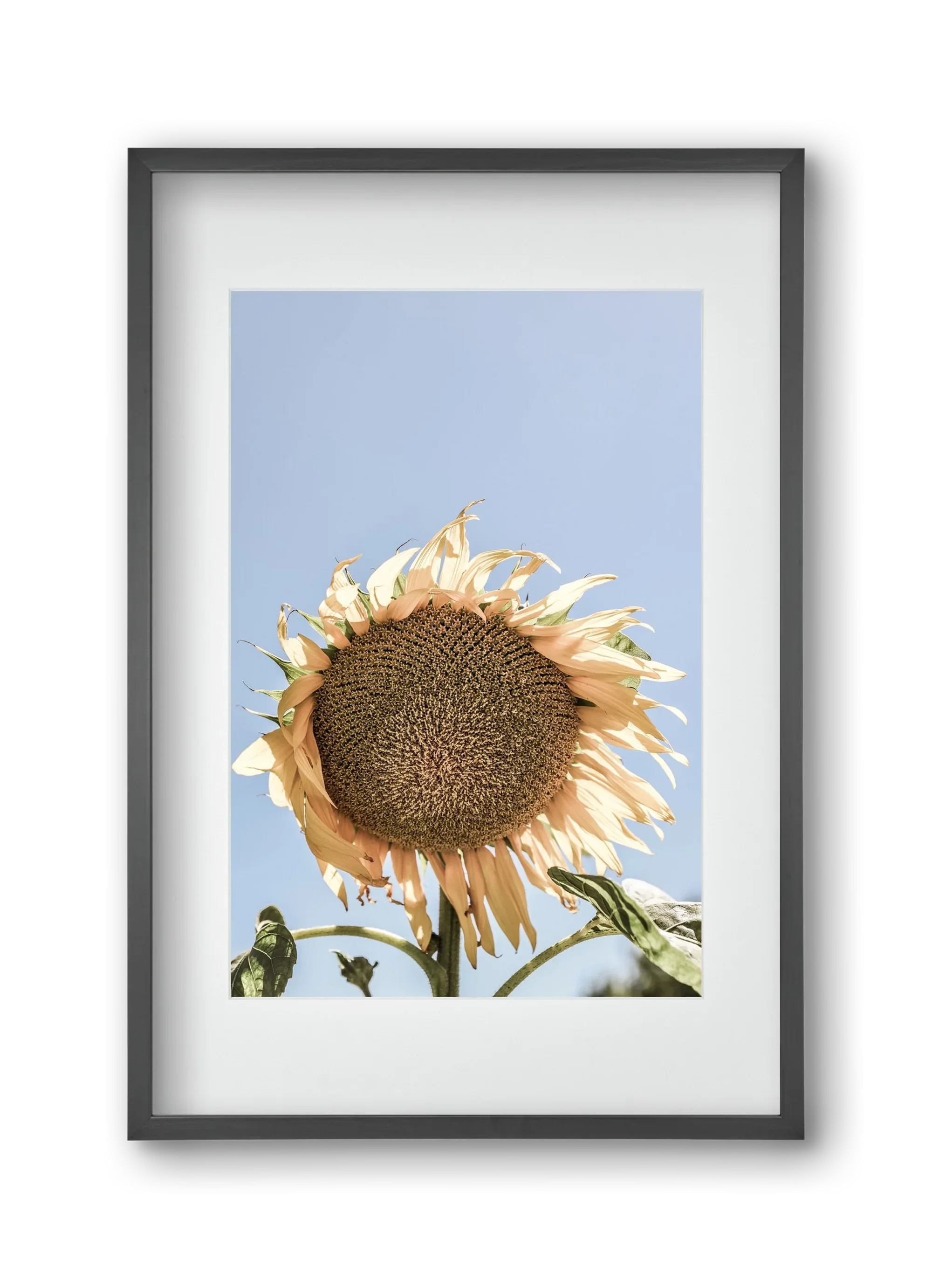 Sunny bloom - artbridge