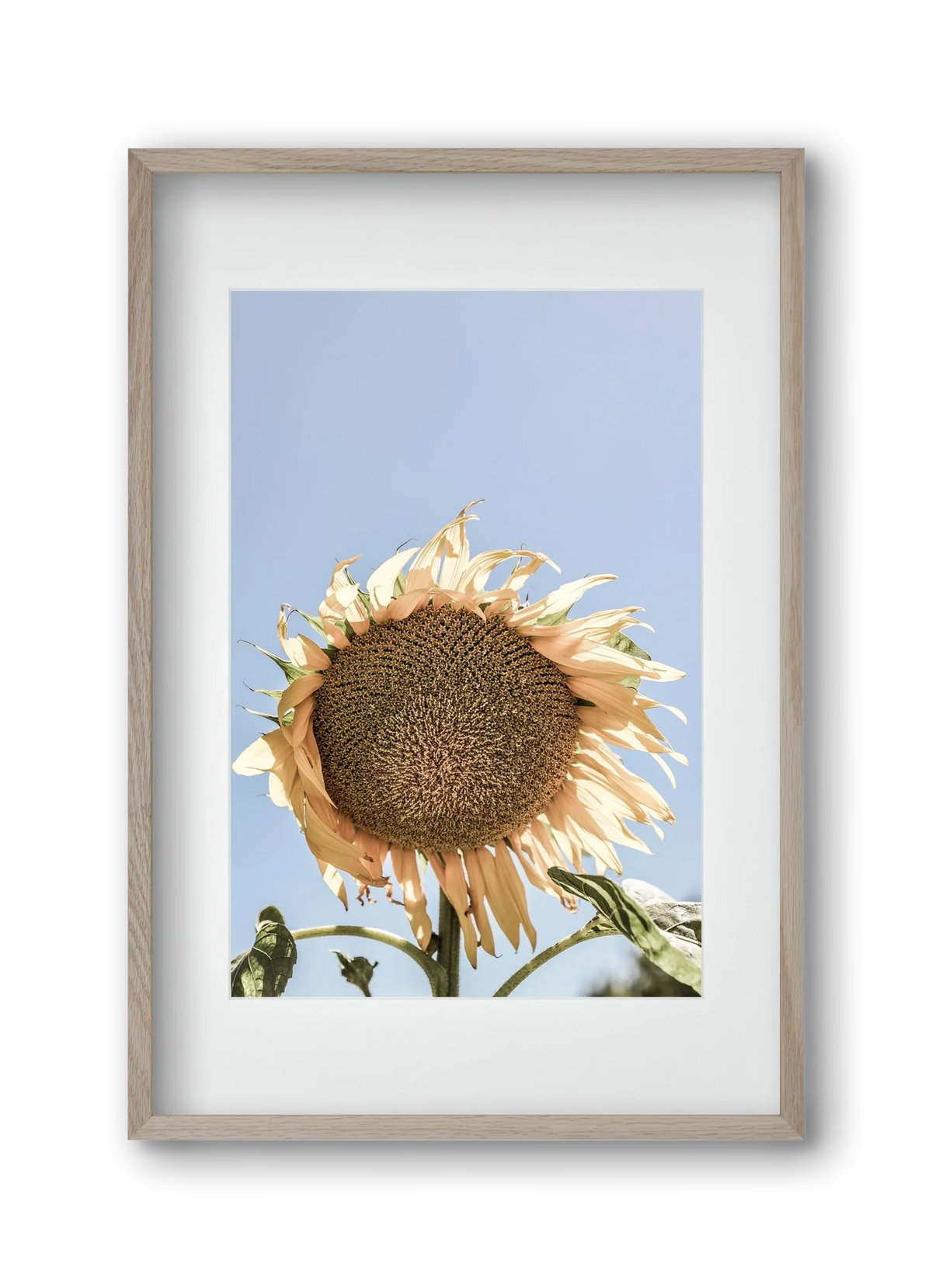 Sunny bloom - artbridge