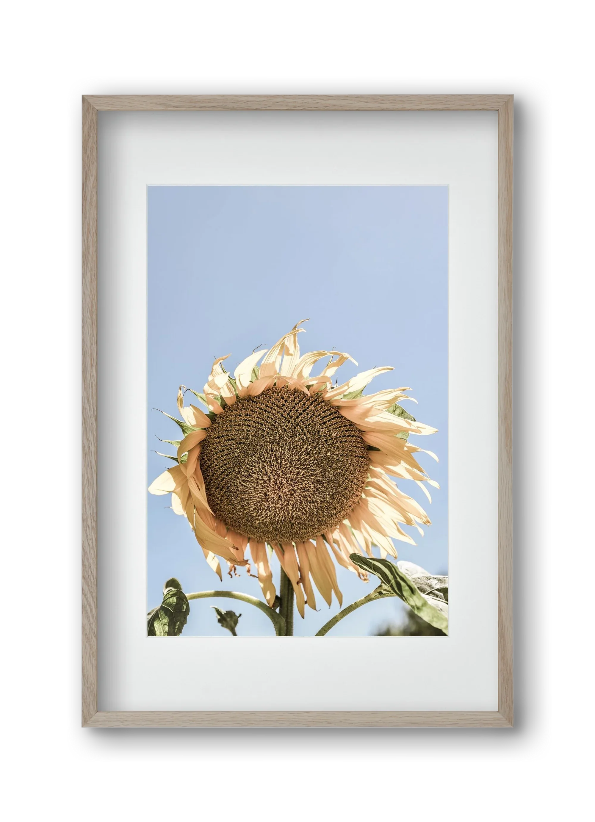 Sunny bloom - artbridge