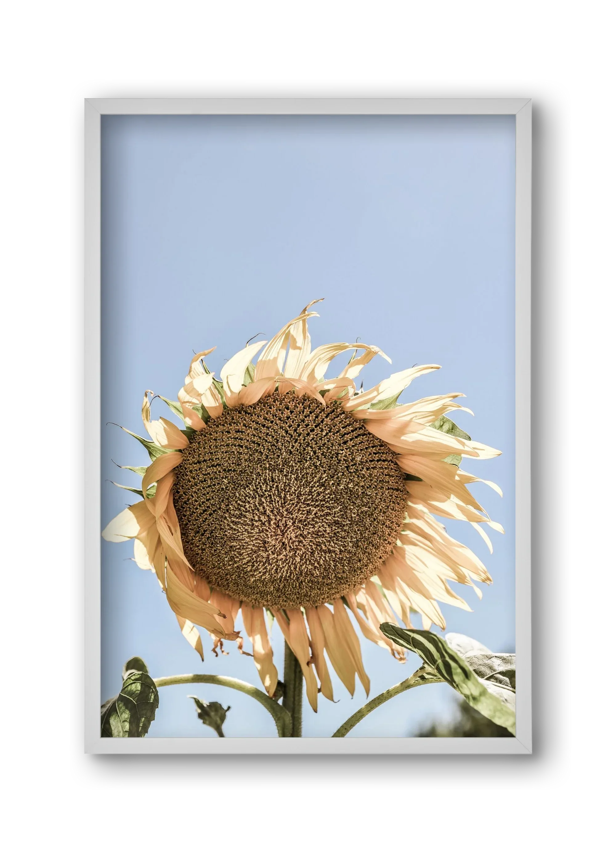 Sunny bloom - artbridge