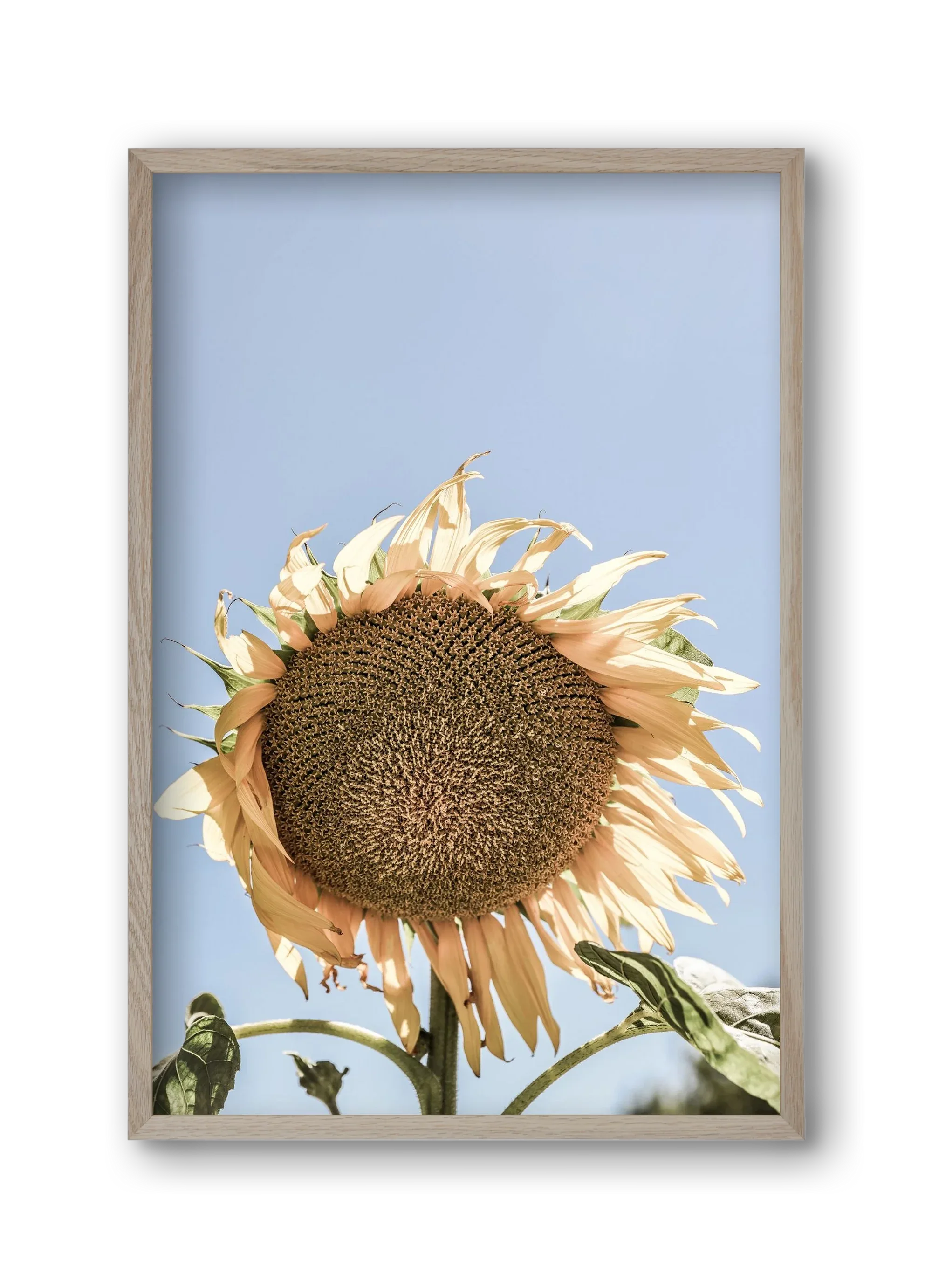 Sunny bloom - artbridge
