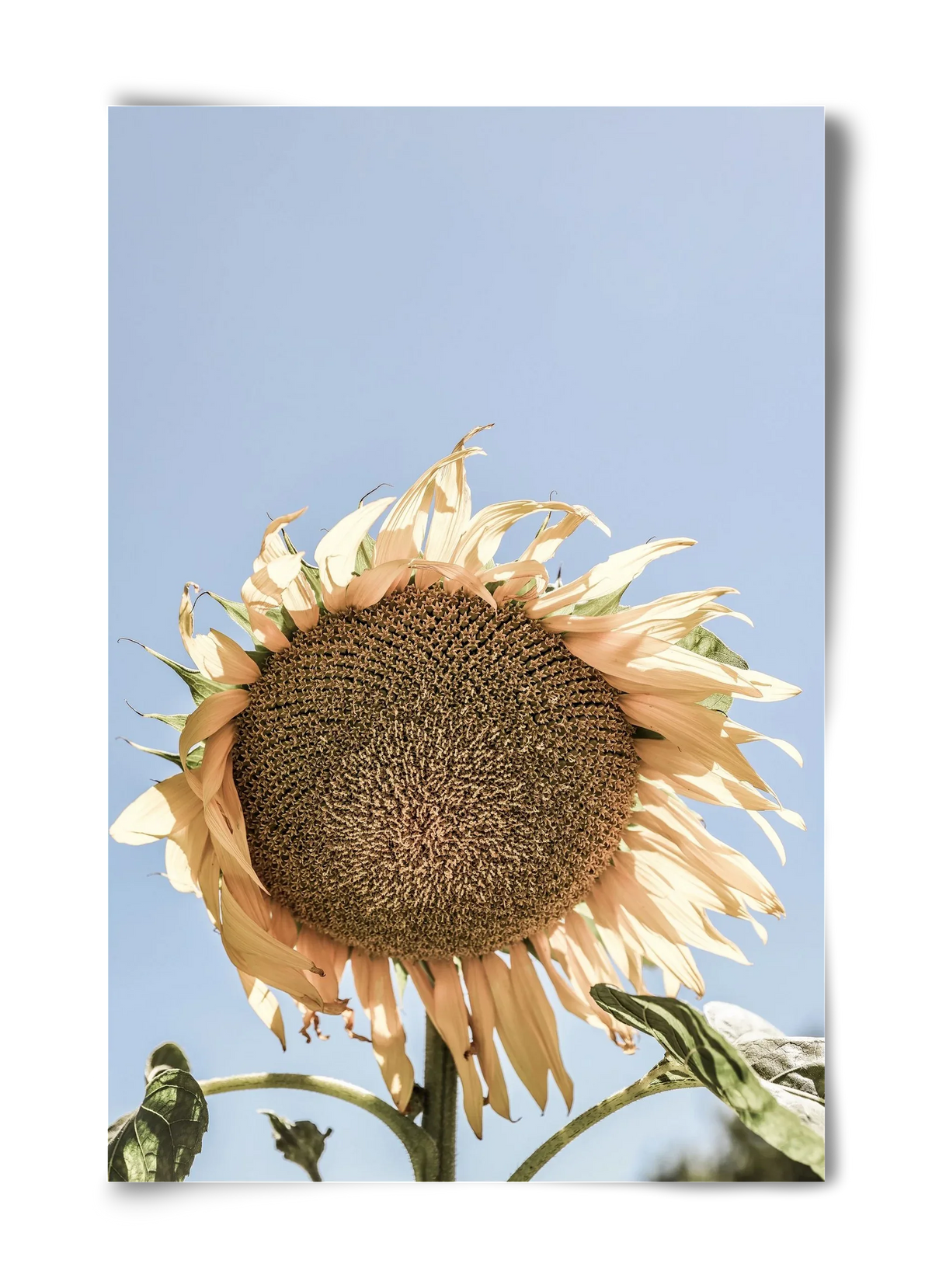 Sunny bloom - artbridge