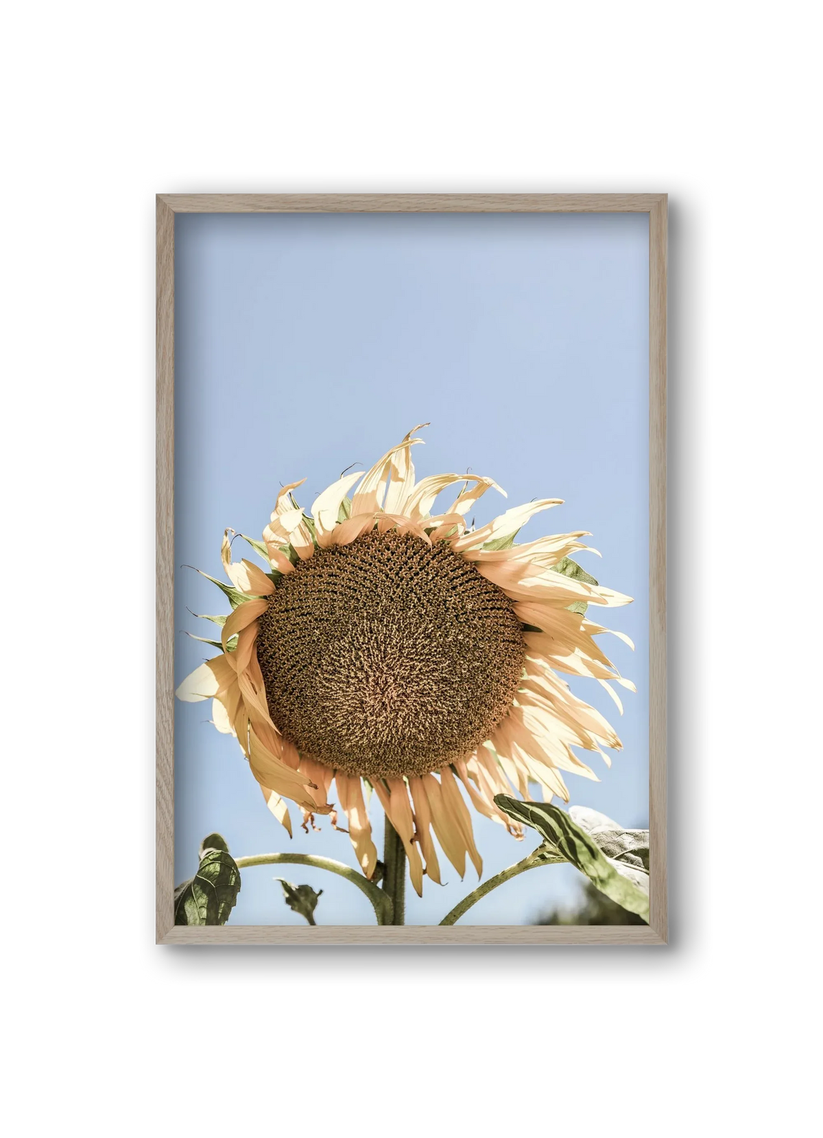 Sunny bloom - artbridge