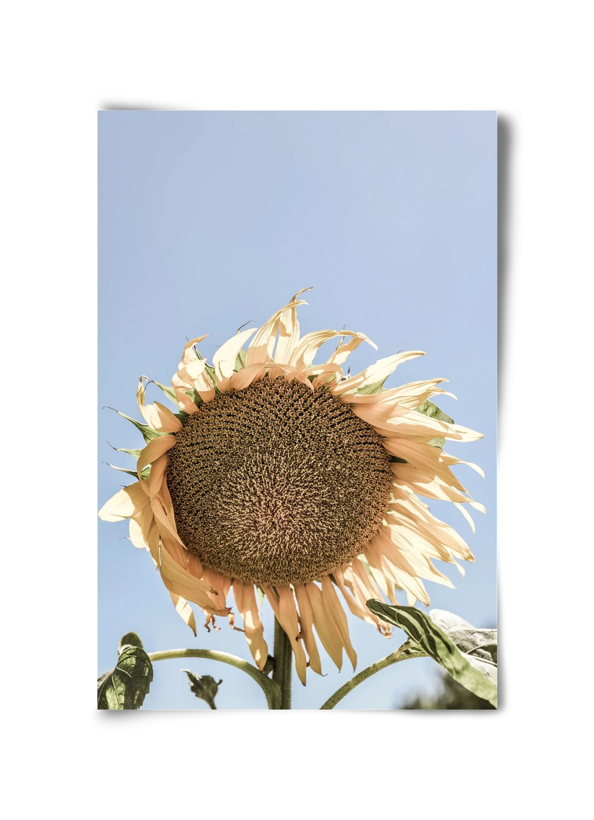 Sunny bloom - artbridge
