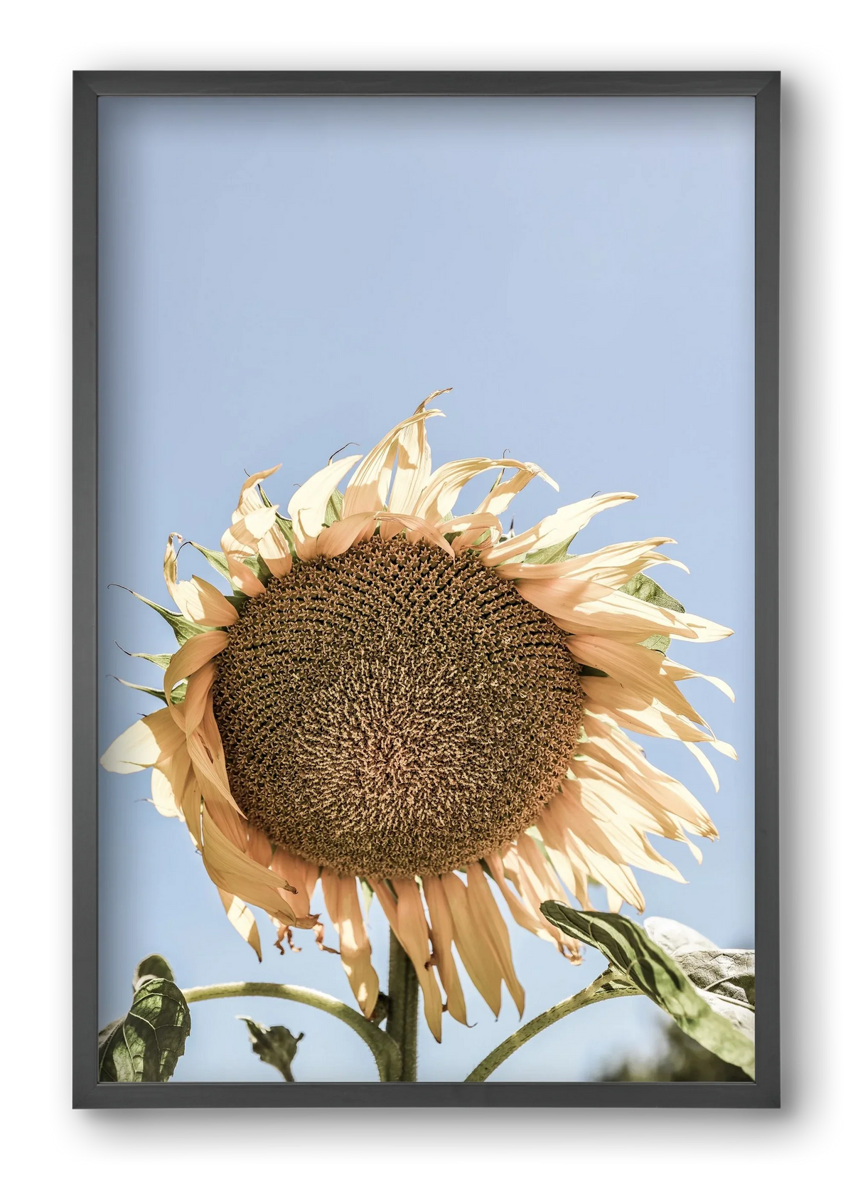 Sunny bloom - artbridge