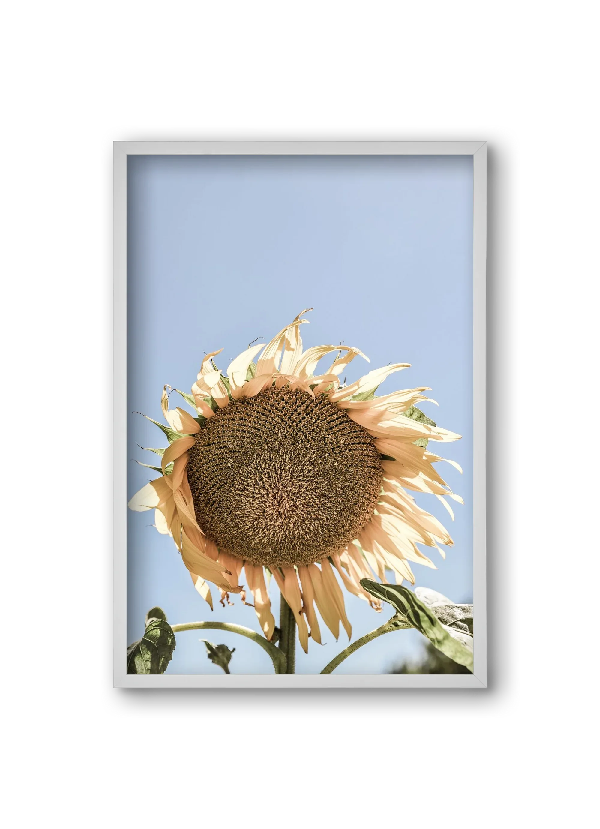 Sunny bloom - artbridge