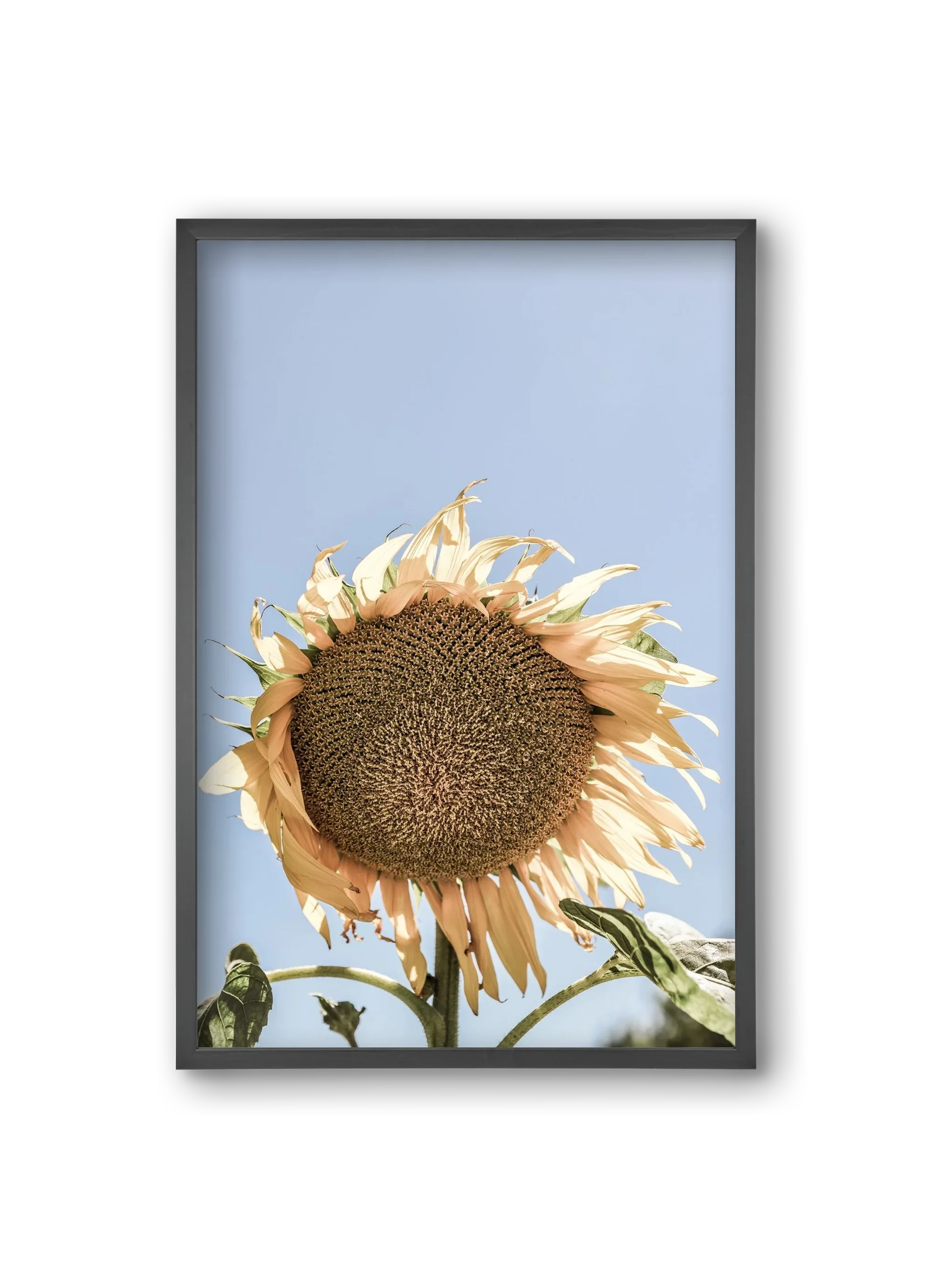 Sunny bloom - artbridge