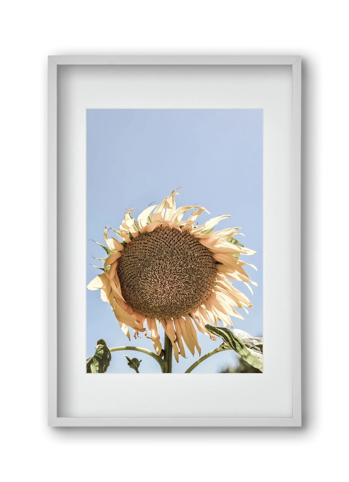 Sunny bloom - artbridge