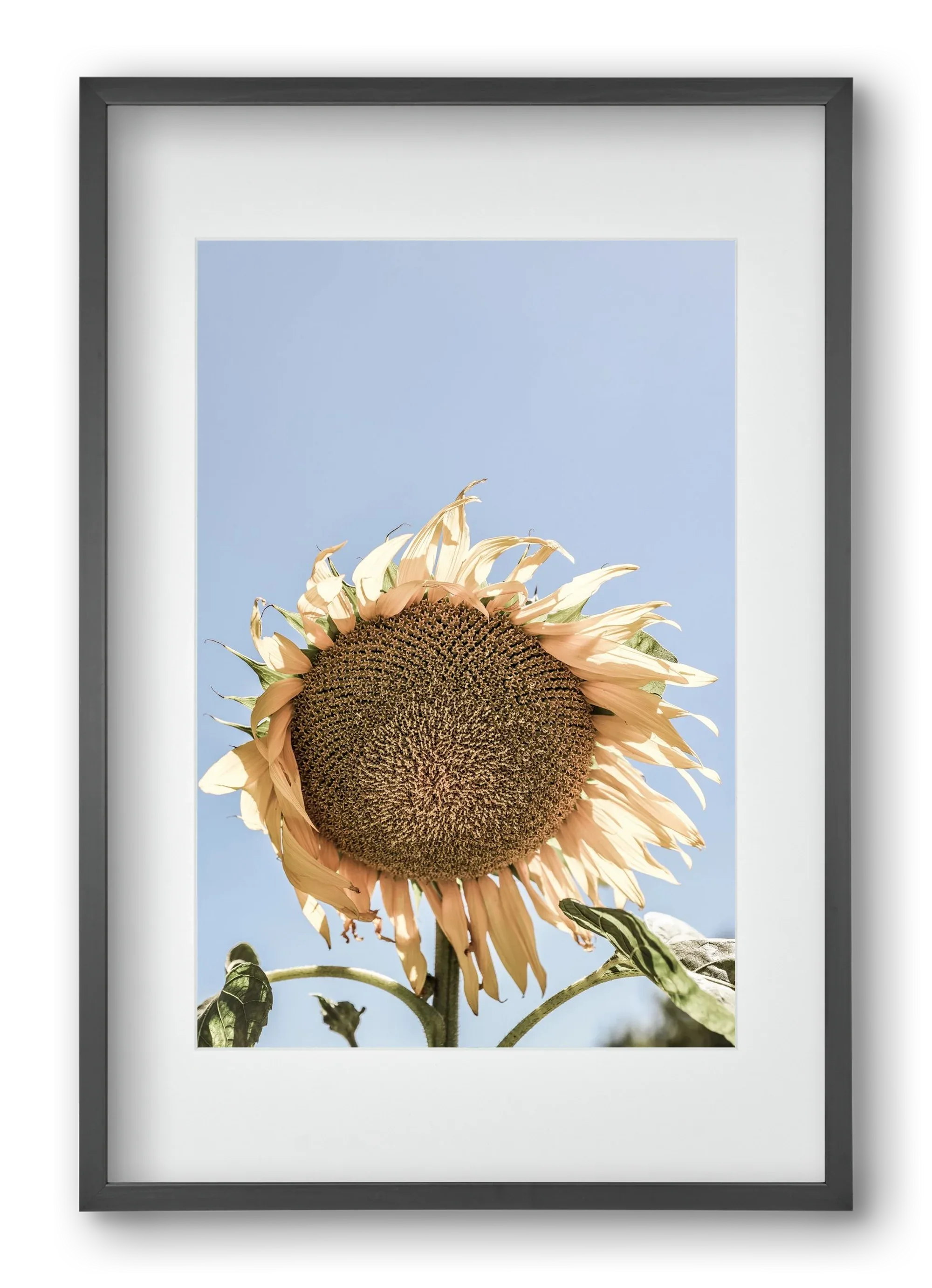 Sunny bloom - artbridge