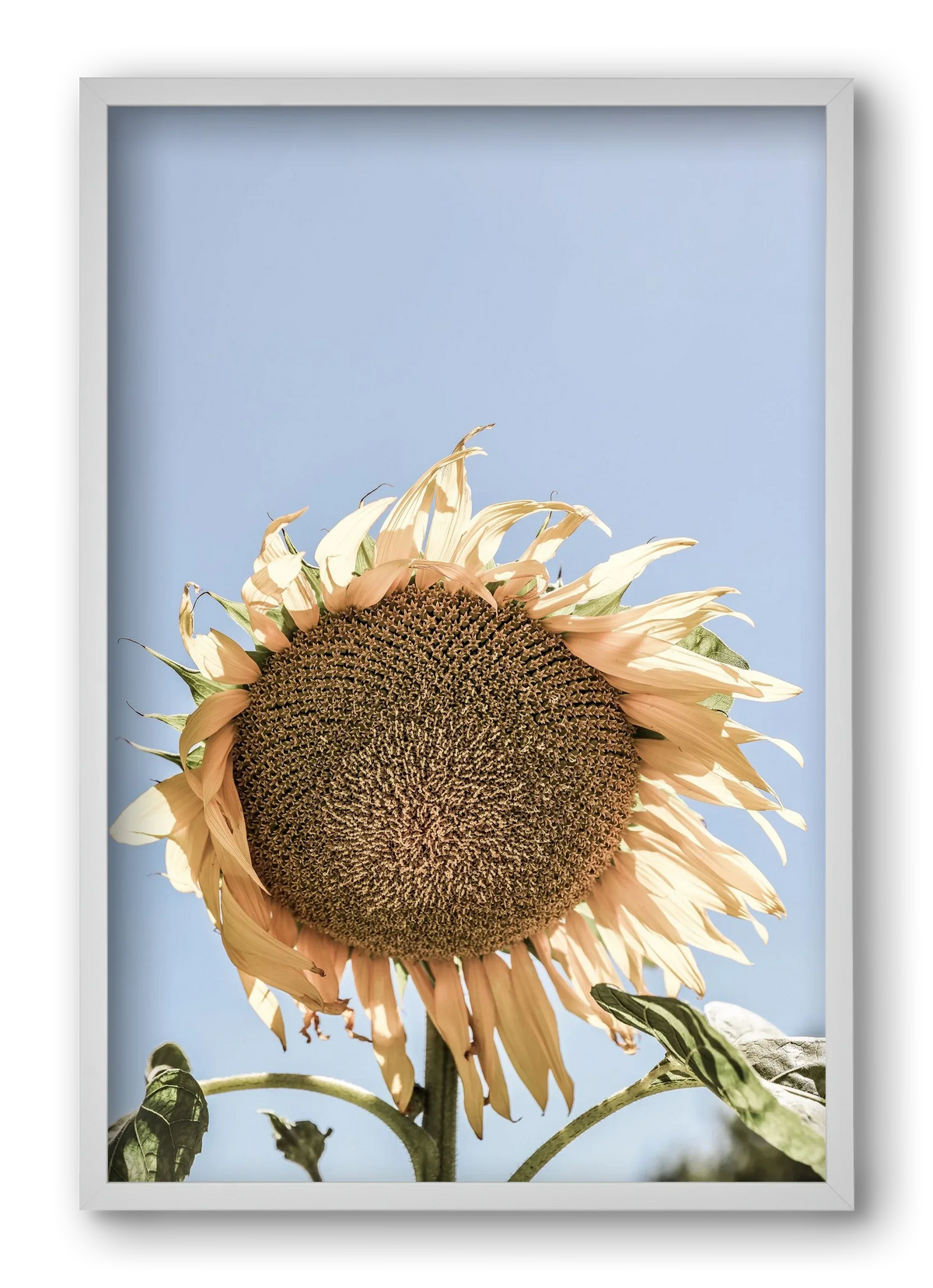 Sunny bloom - artbridge