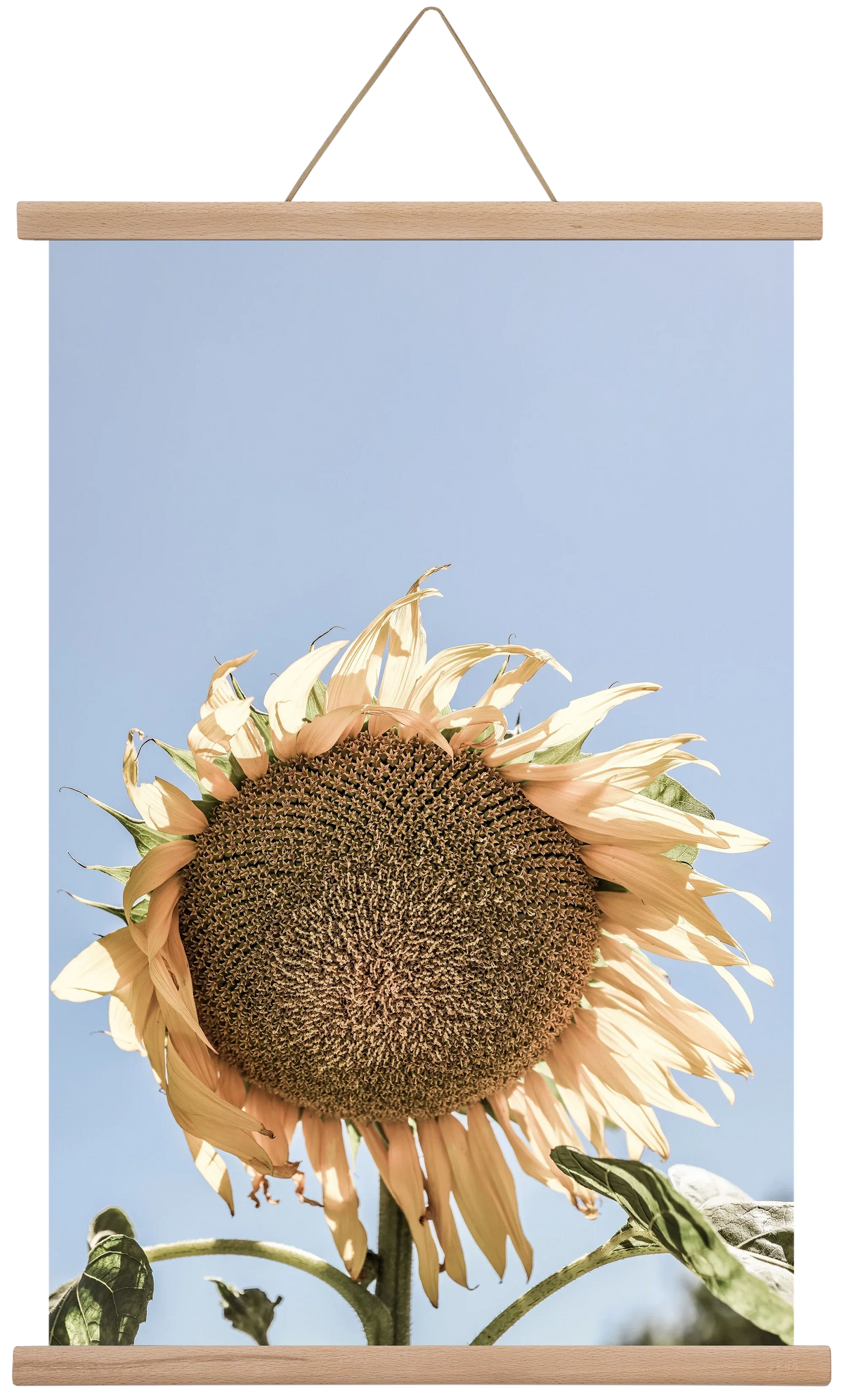 Sunny bloom - artbridge