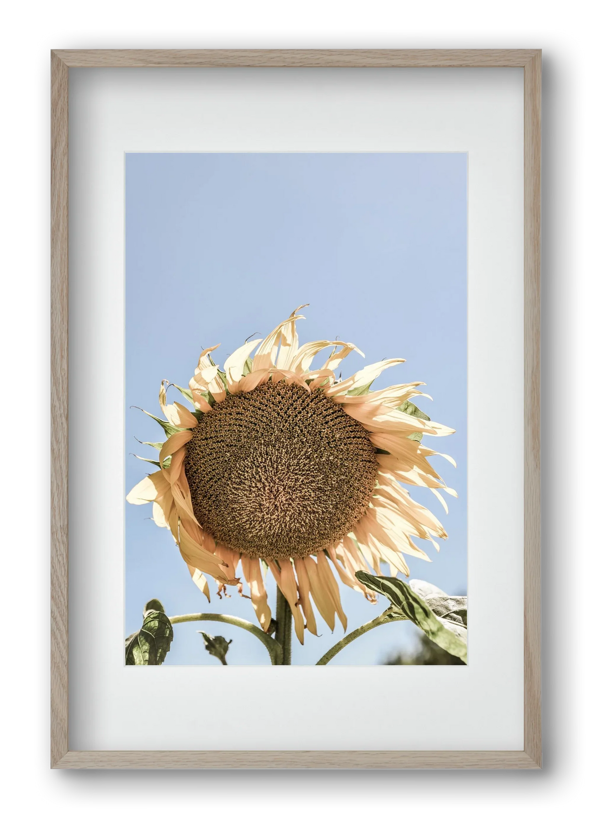 Sunny bloom - artbridge
