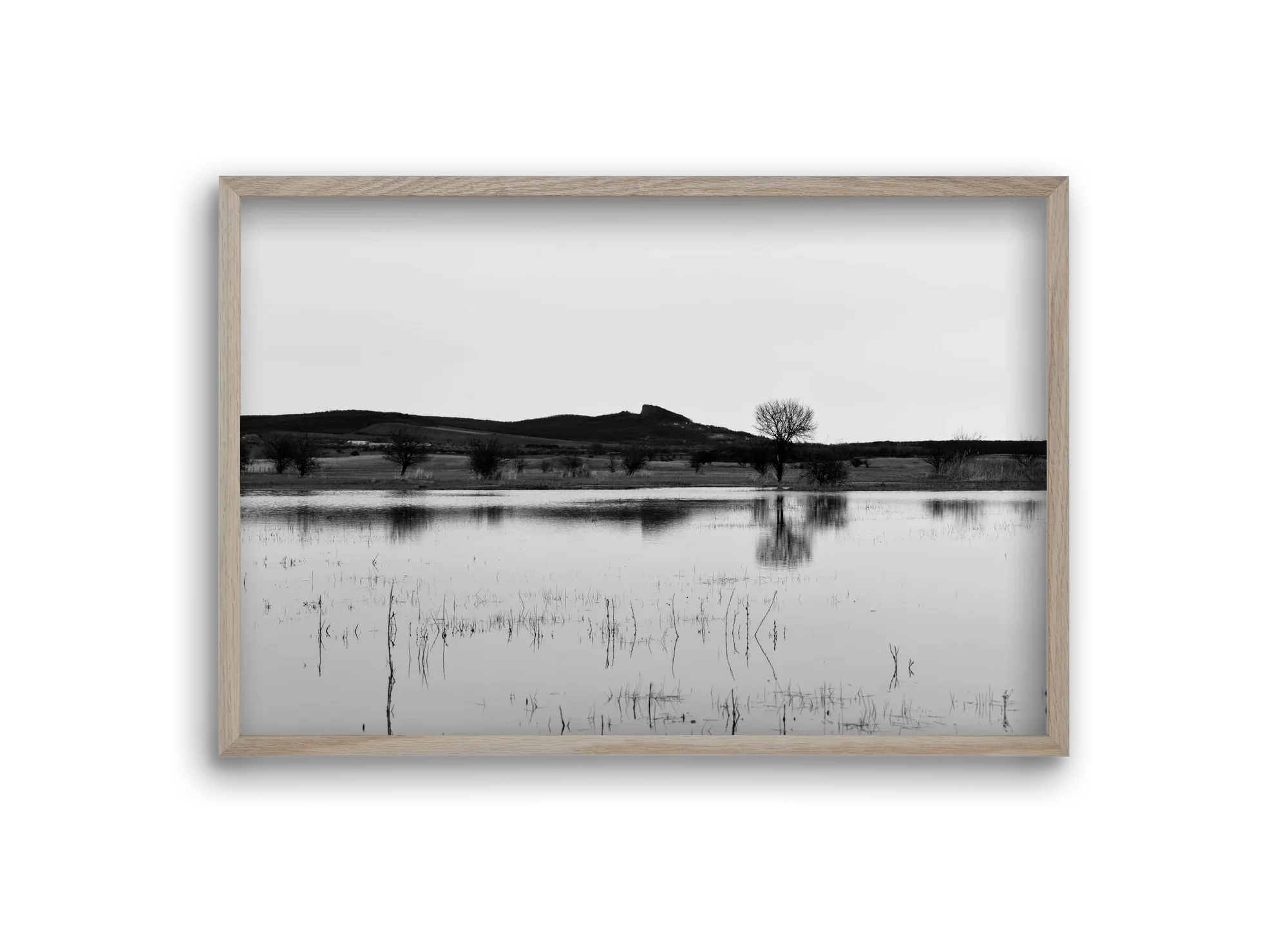 sharp - artbridge