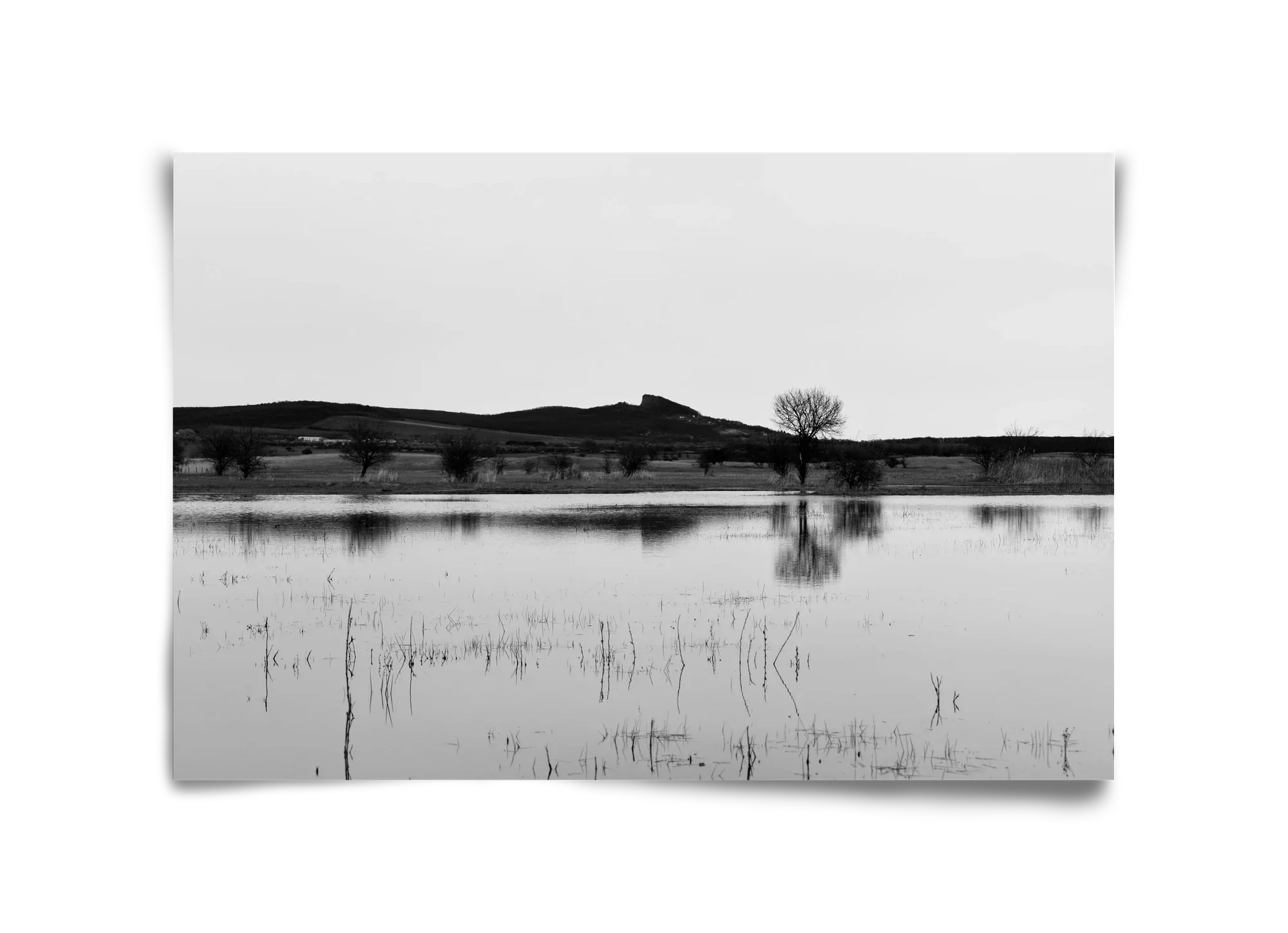 sharp - artbridge