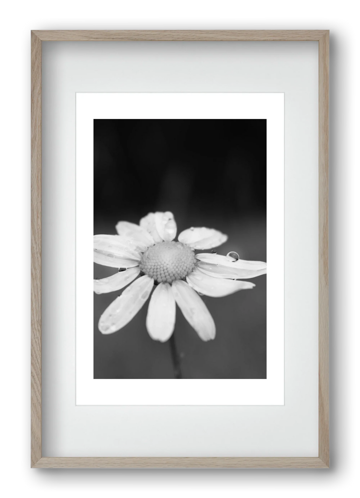 Chamomile - artbridge