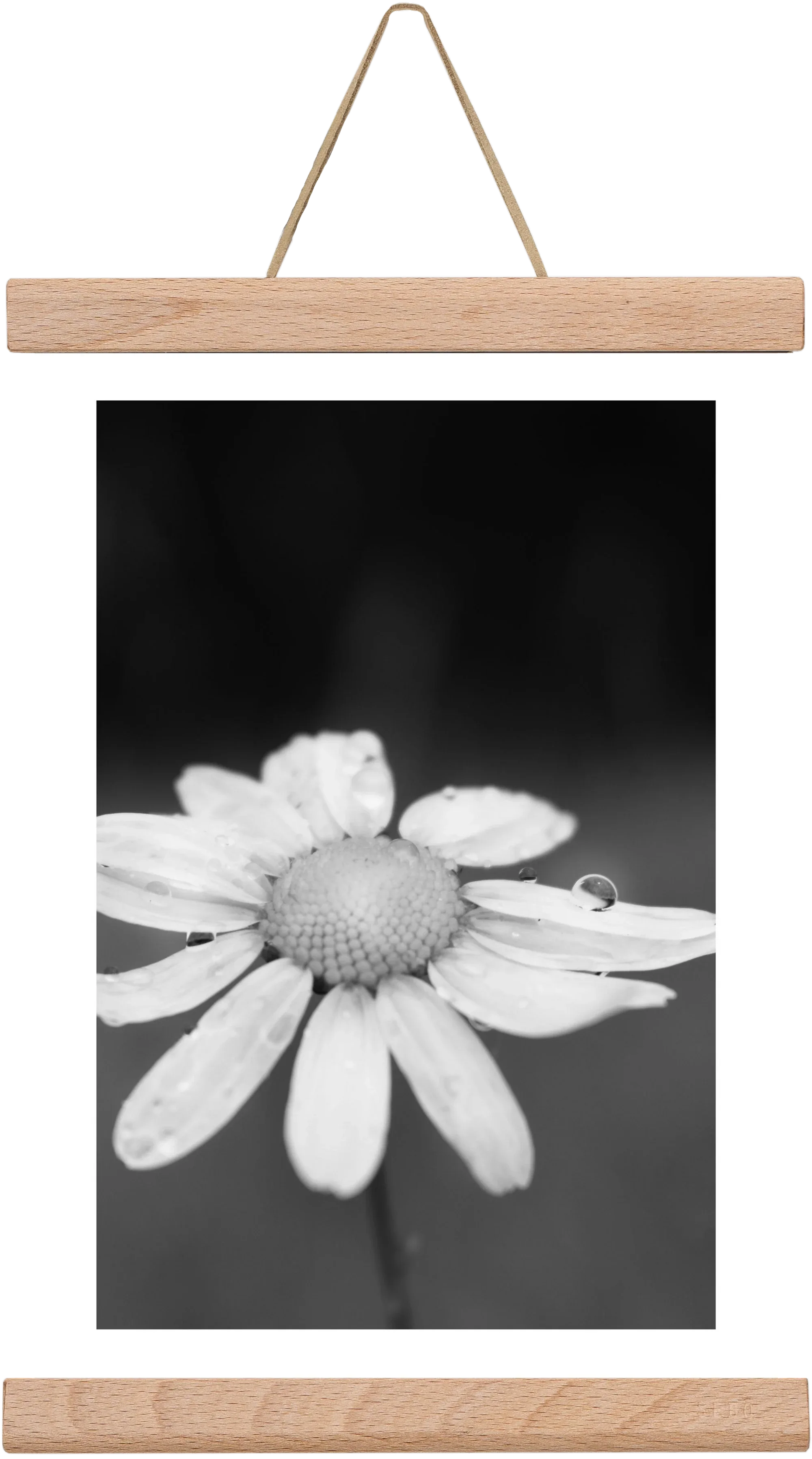 Chamomile - artbridge