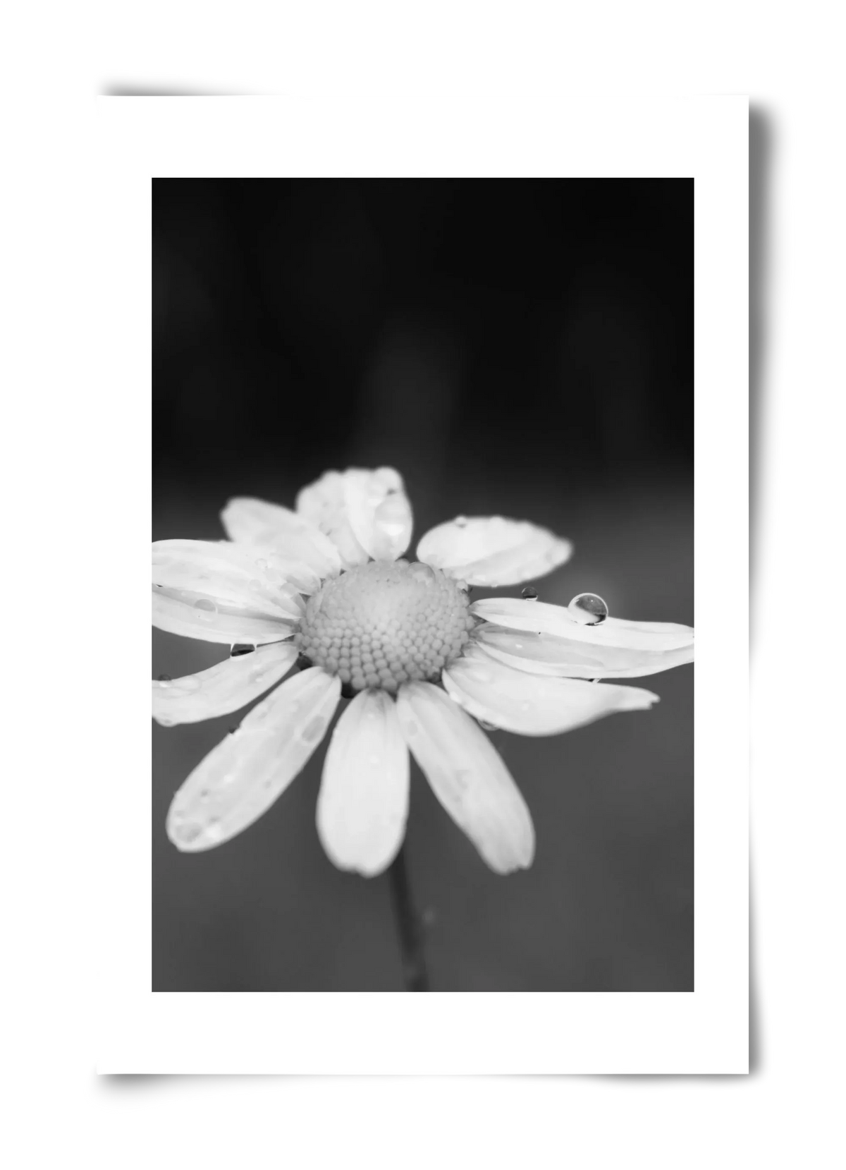 Chamomile - artbridge