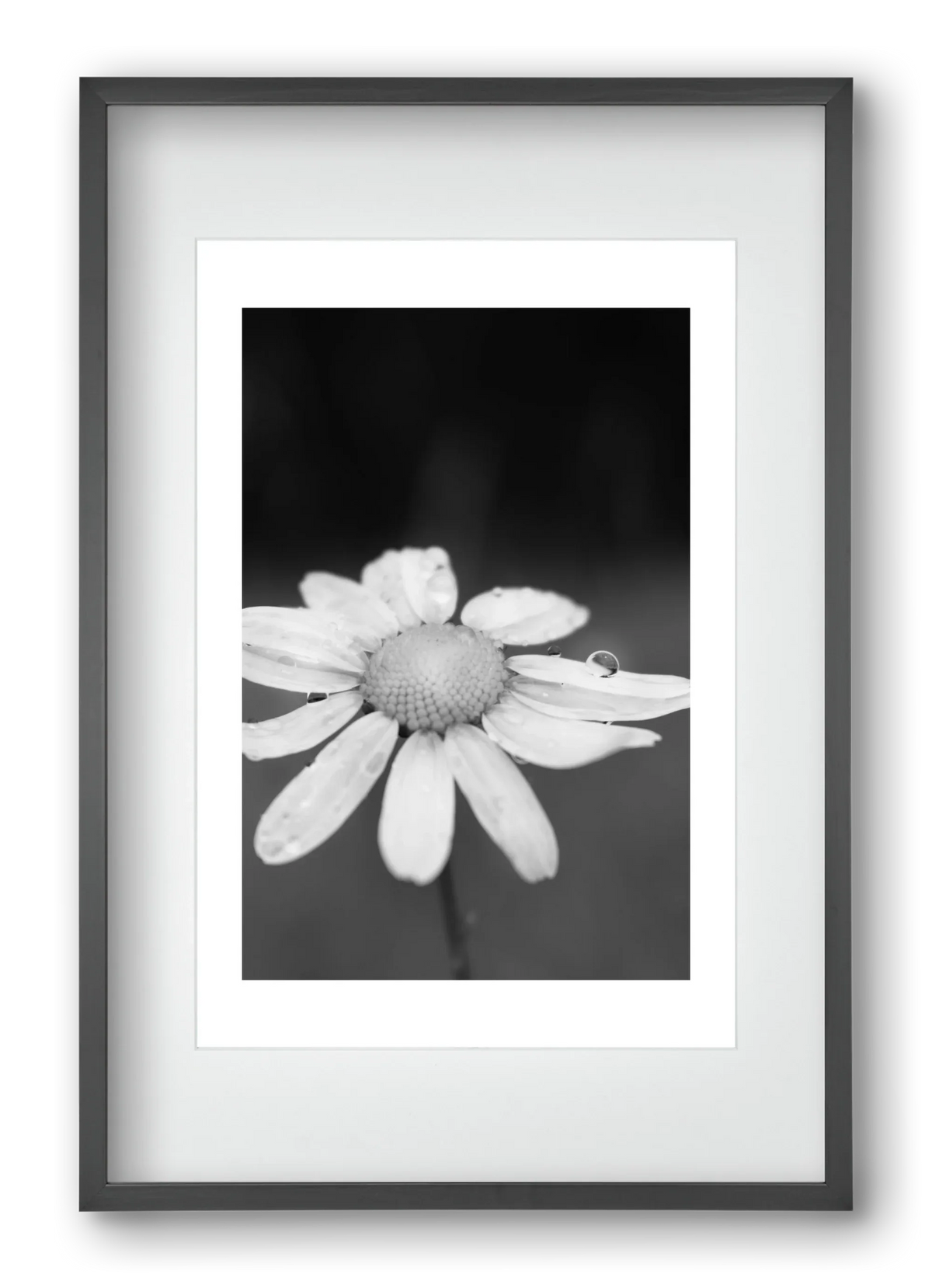Chamomile - artbridge