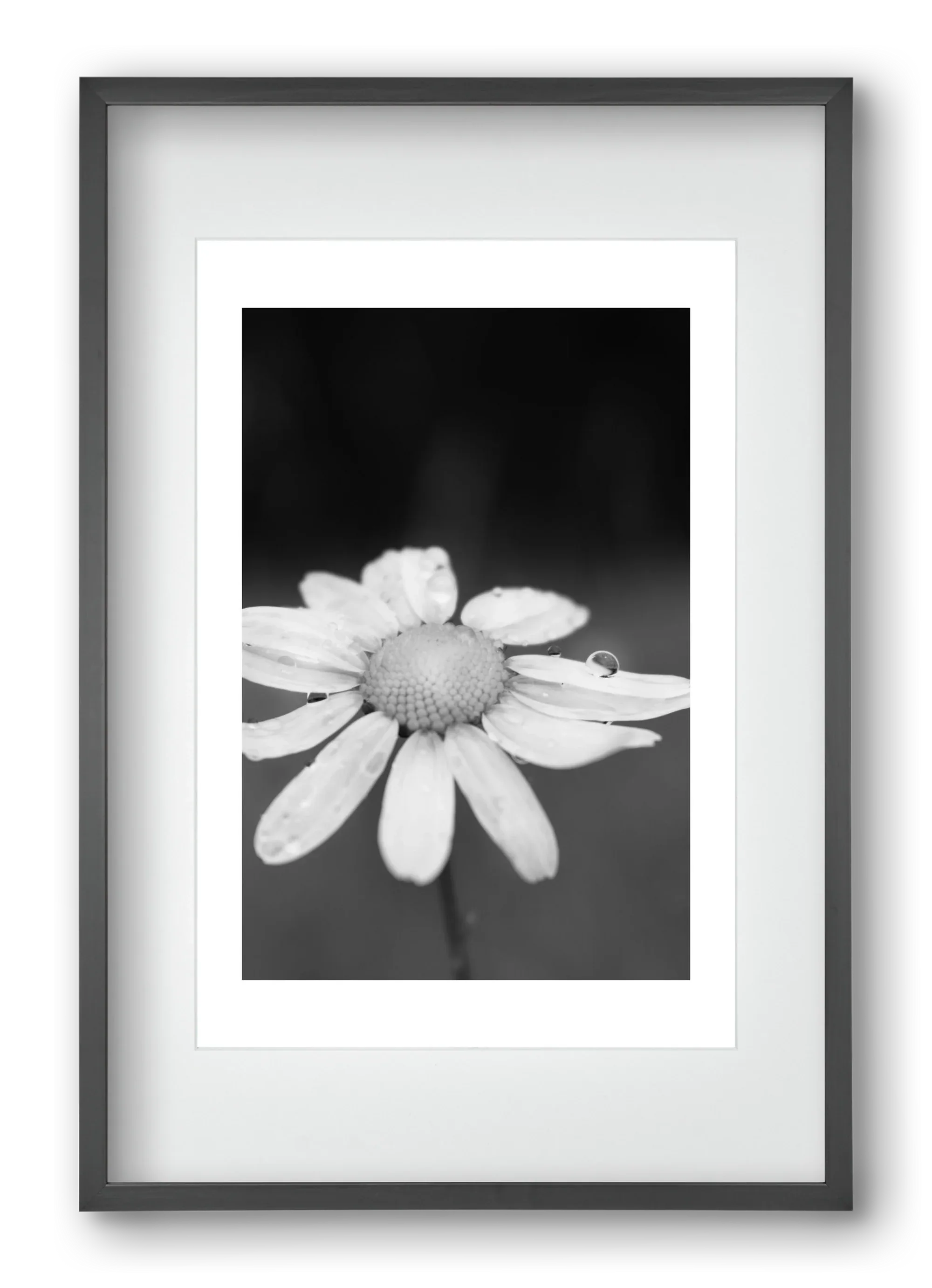 Chamomile - artbridge