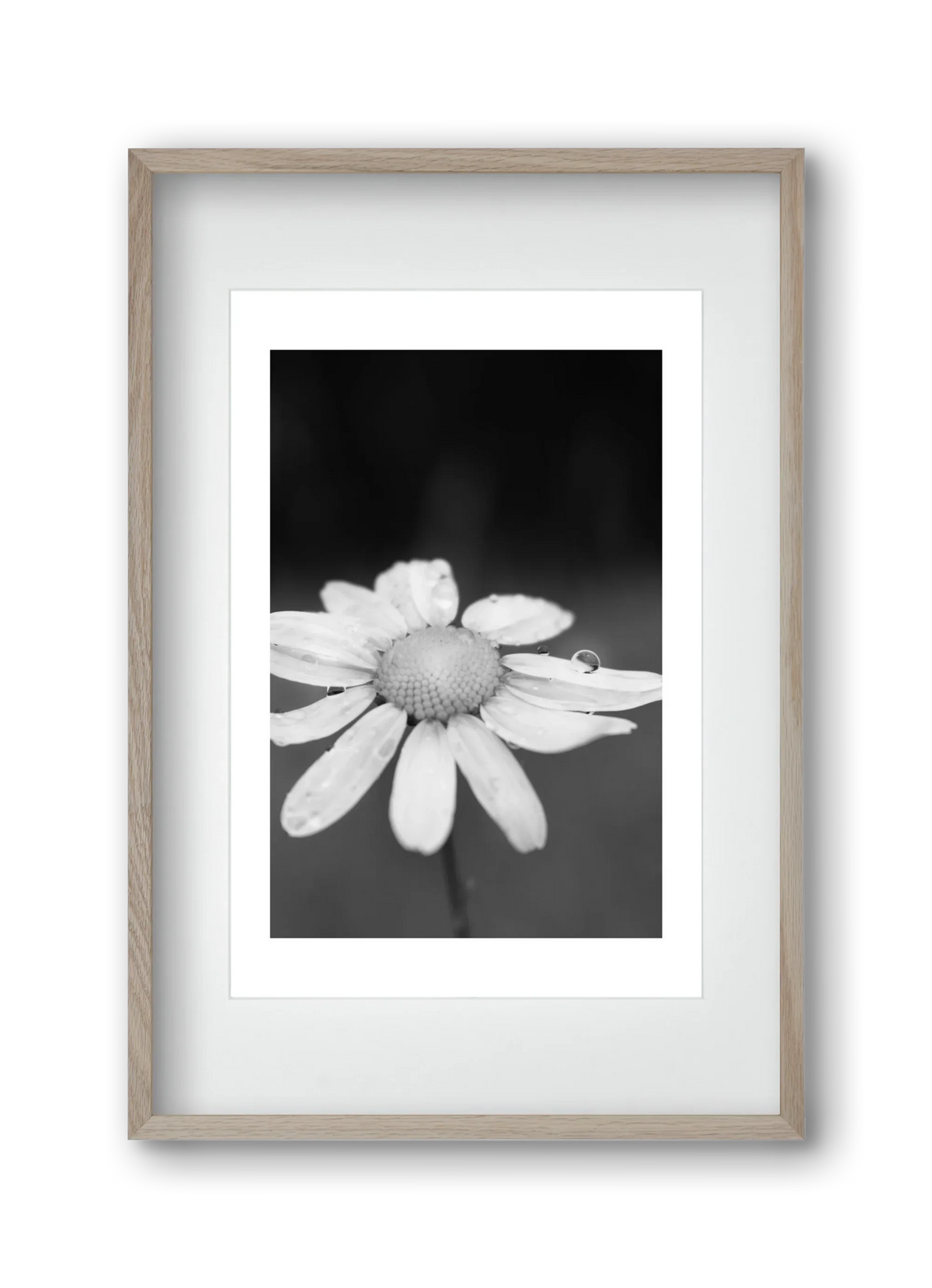 Chamomile - artbridge