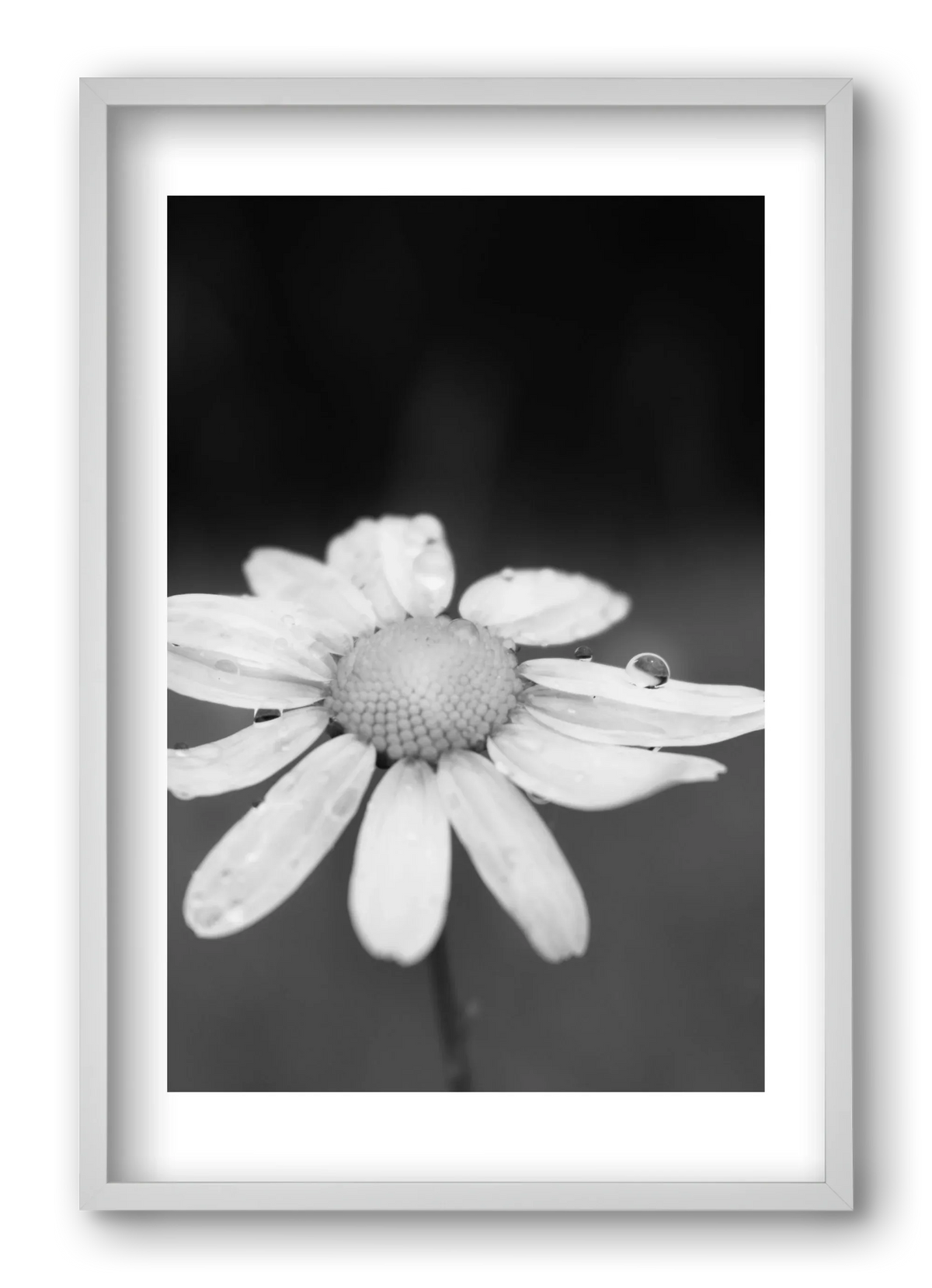 Chamomile - artbridge