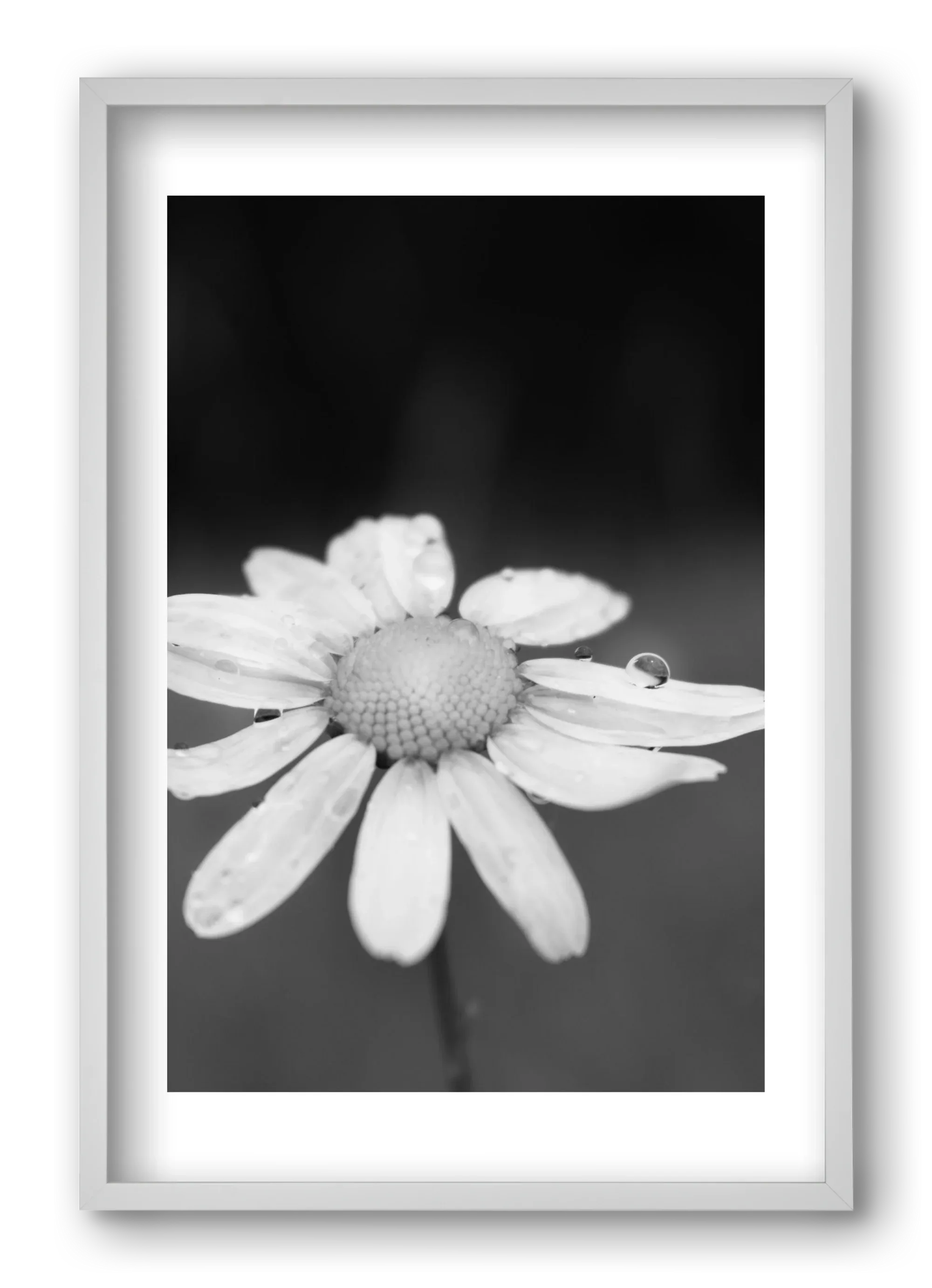 Chamomile - artbridge