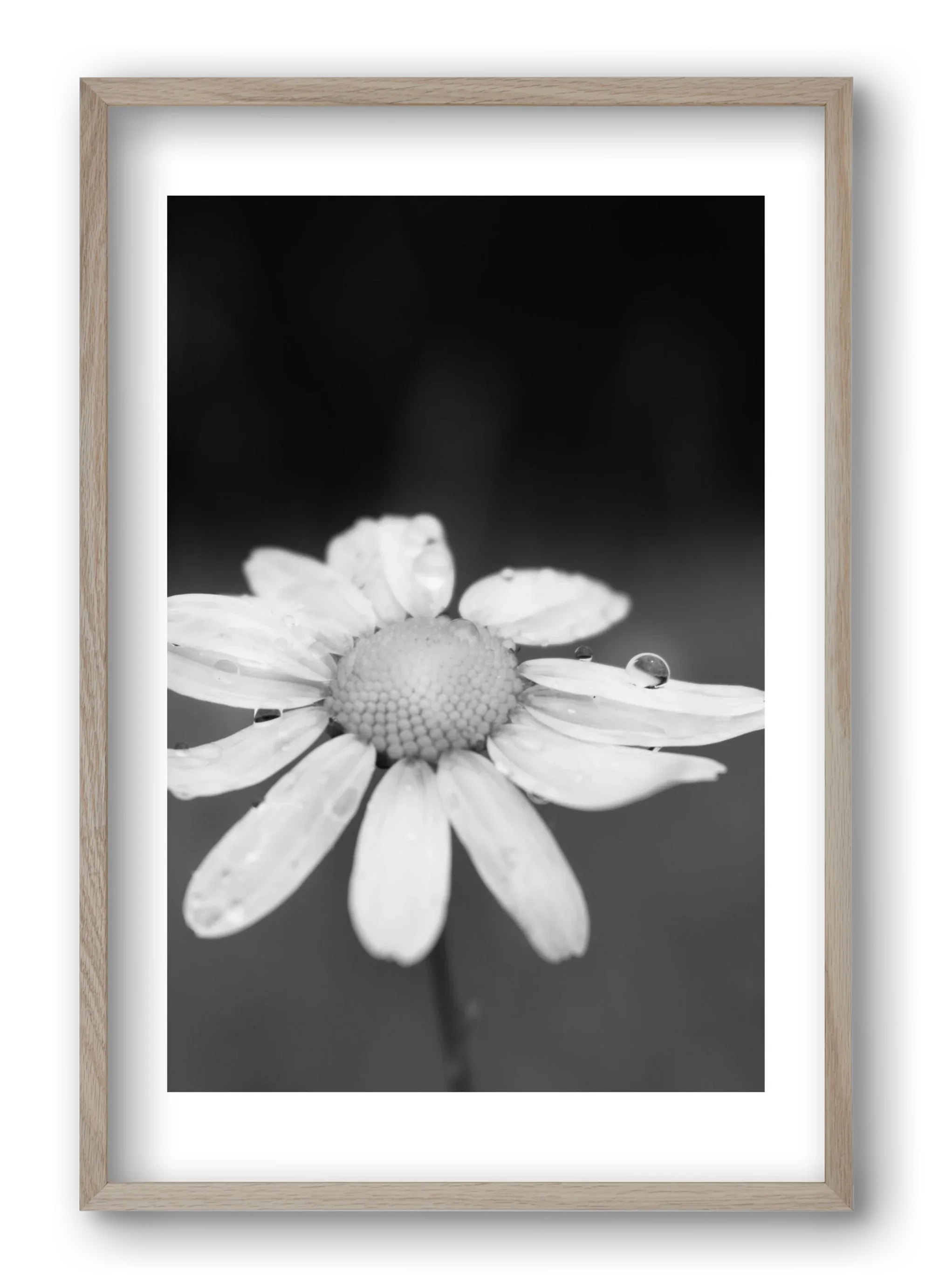 Chamomile - artbridge