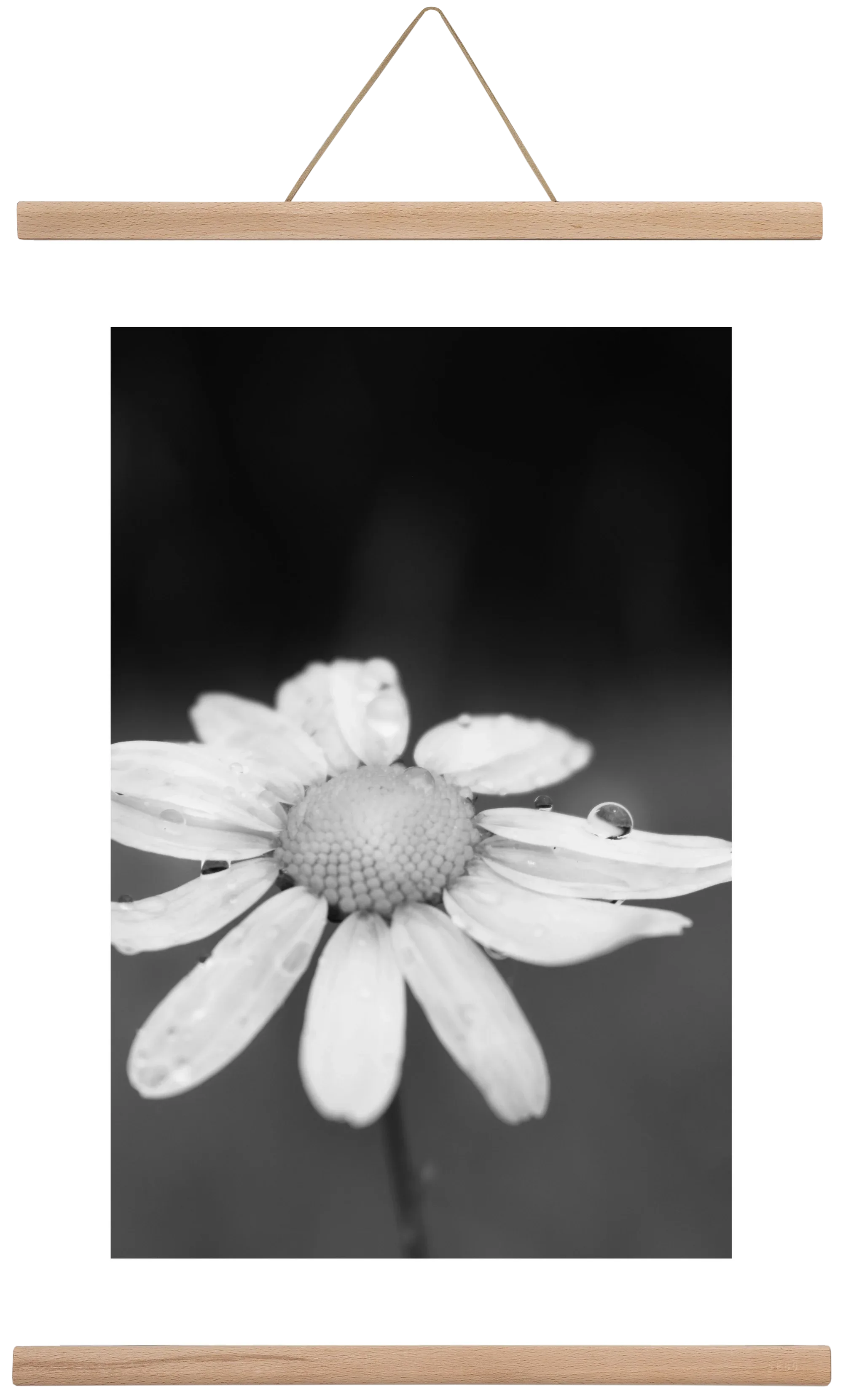 Chamomile - artbridge