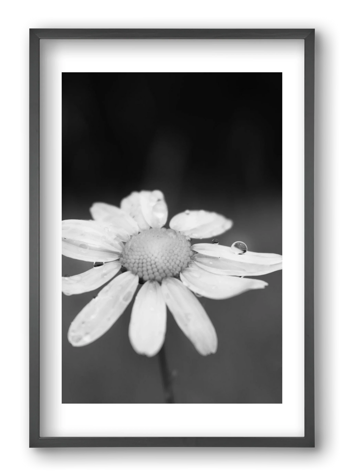 Chamomile - artbridge