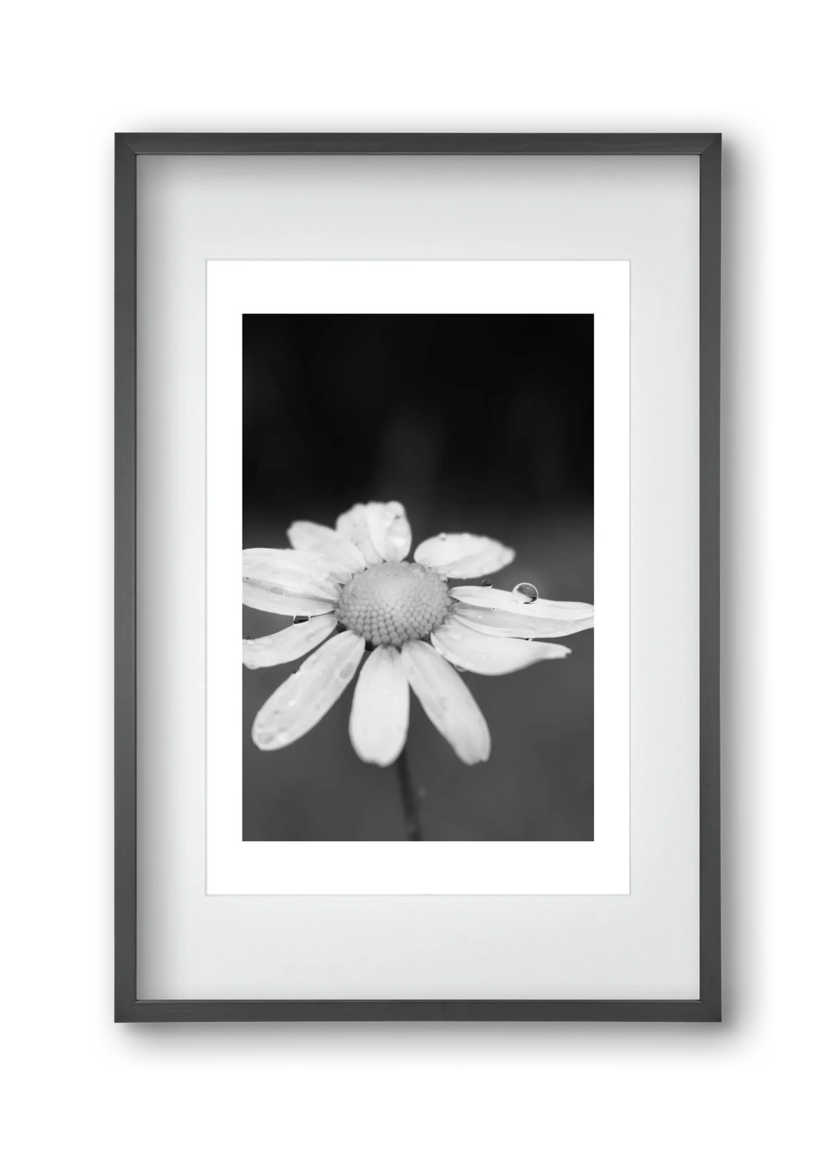 Chamomile - artbridge