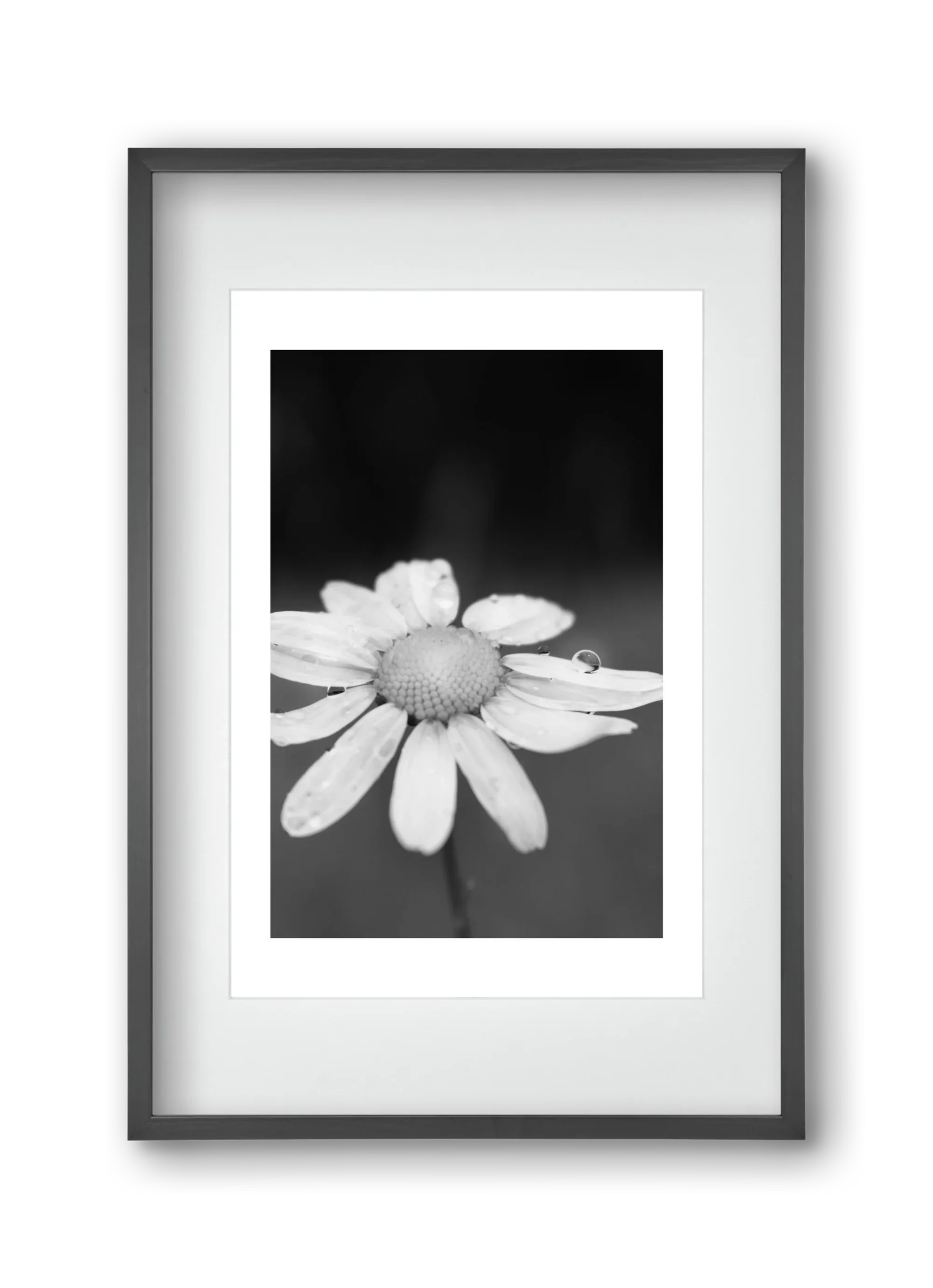 Chamomile - artbridge